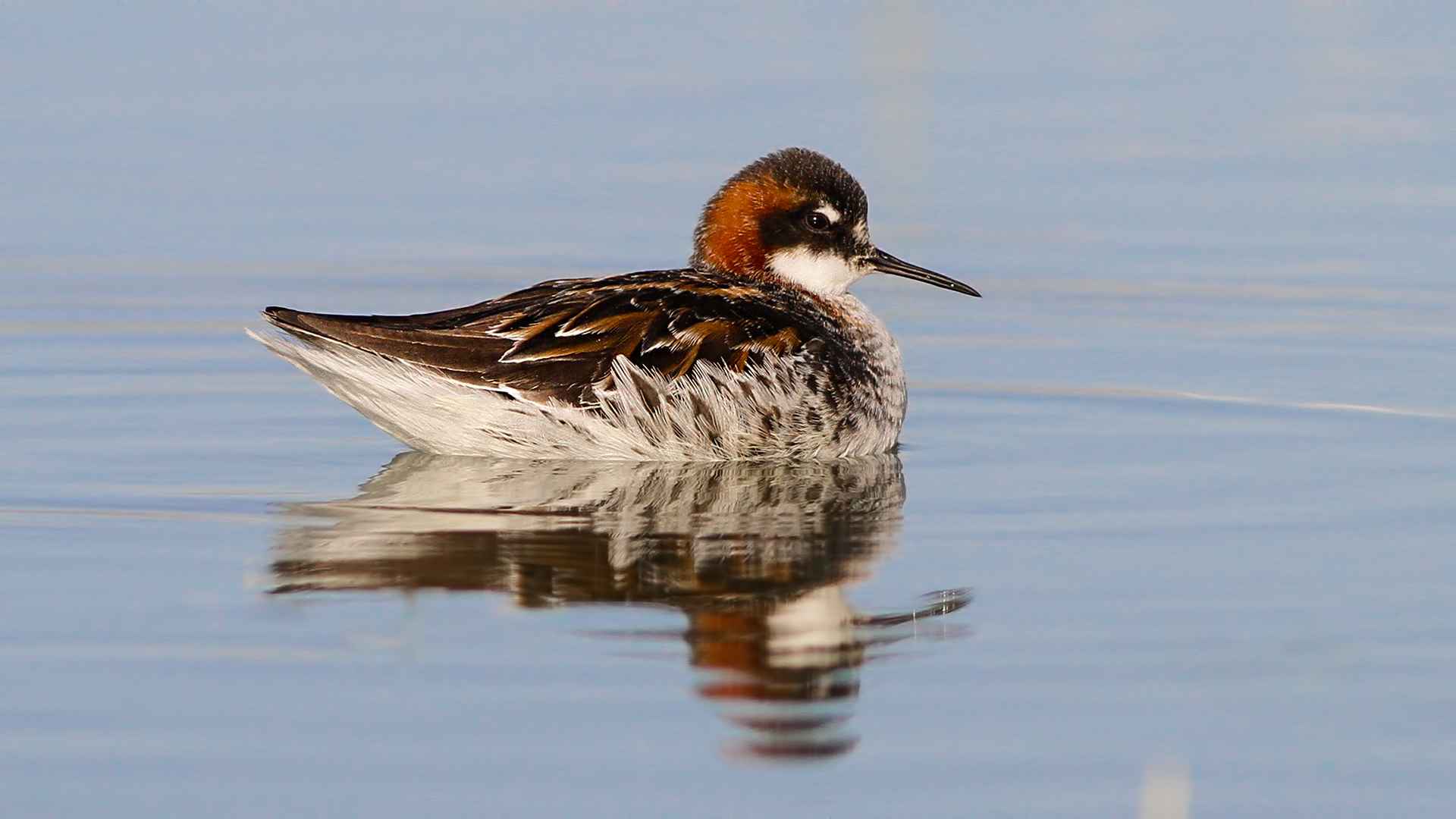 Red-necked Phalarope