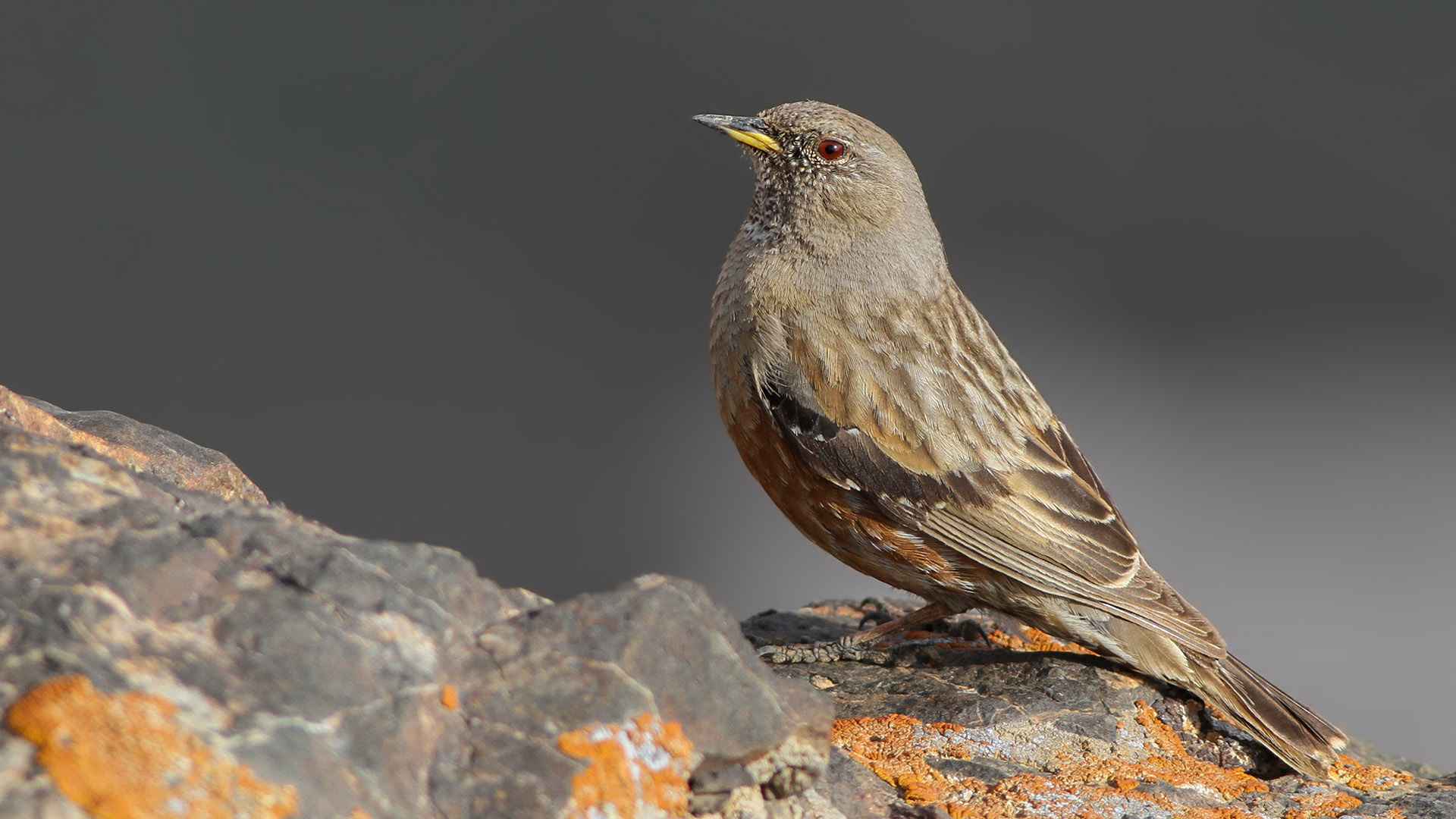 Alpine Accentor