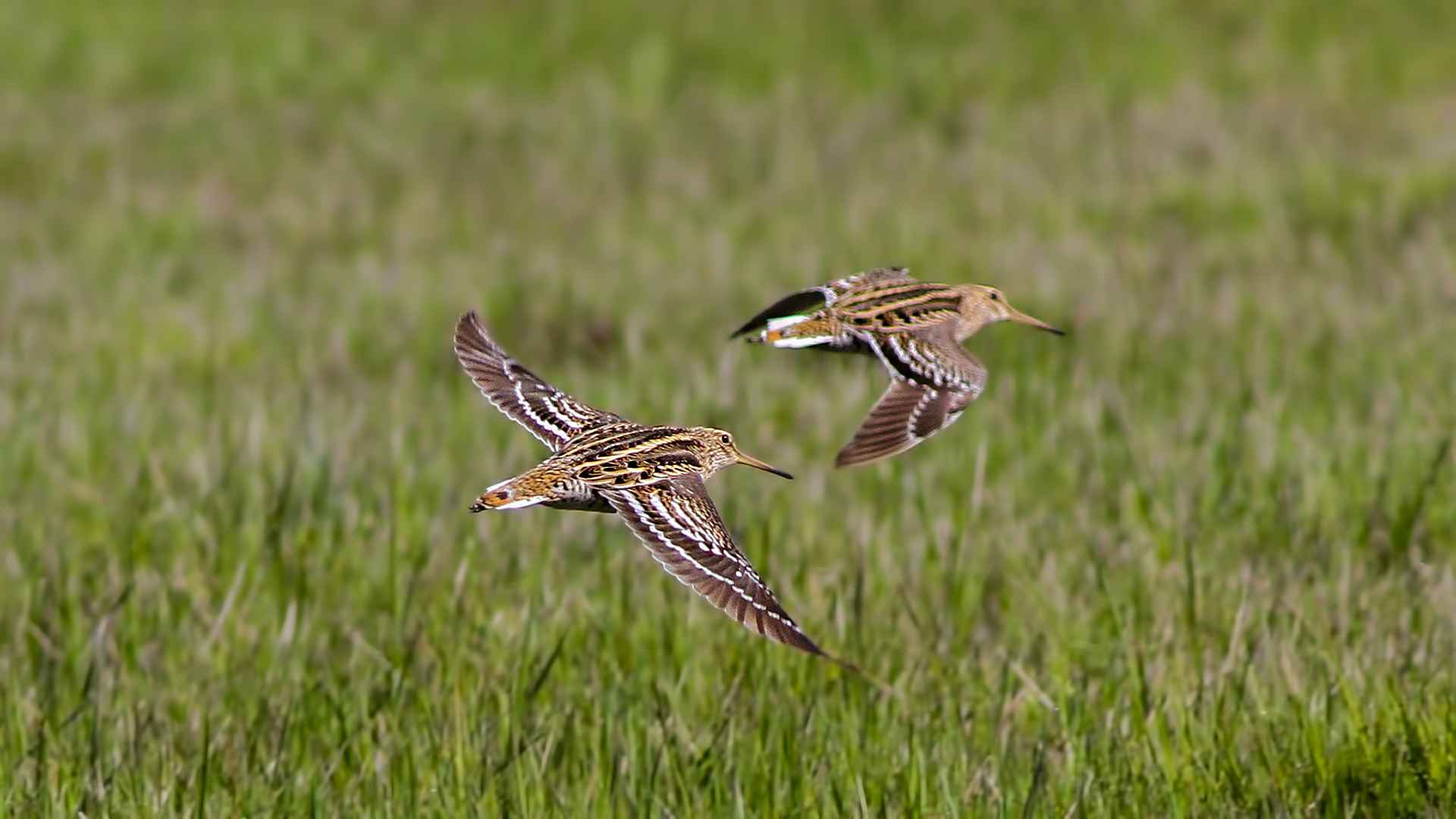 Great Snipe