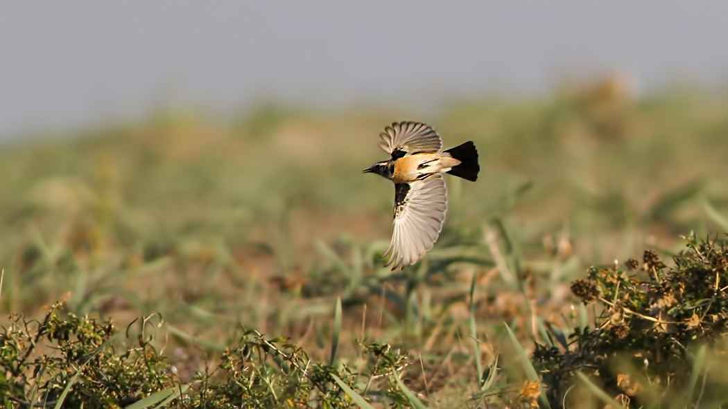 Desert Wheatear
