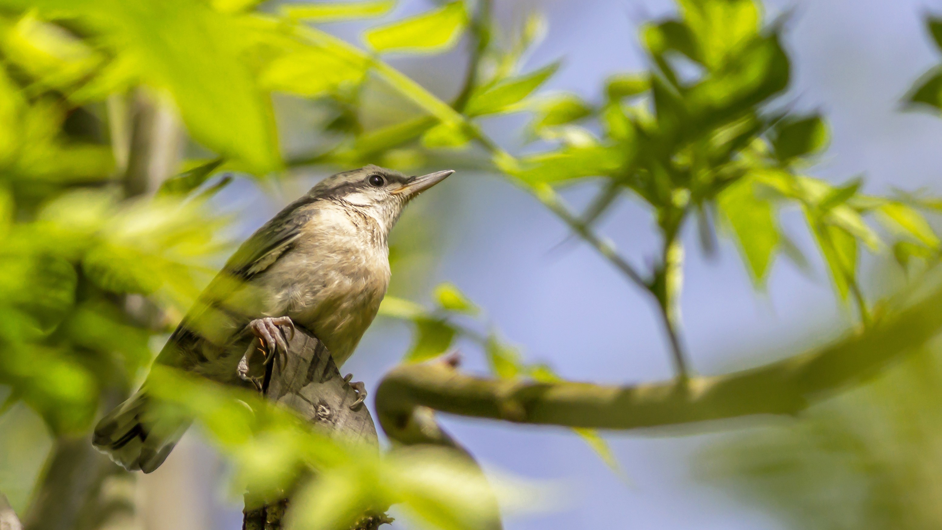 Eurasian Nuthatch