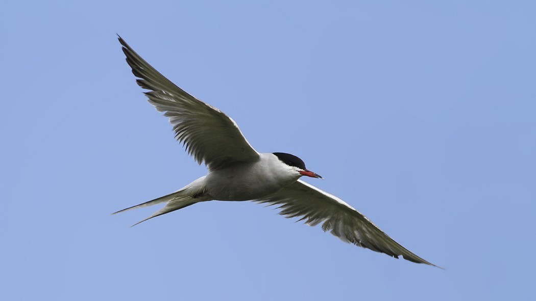 Common Tern