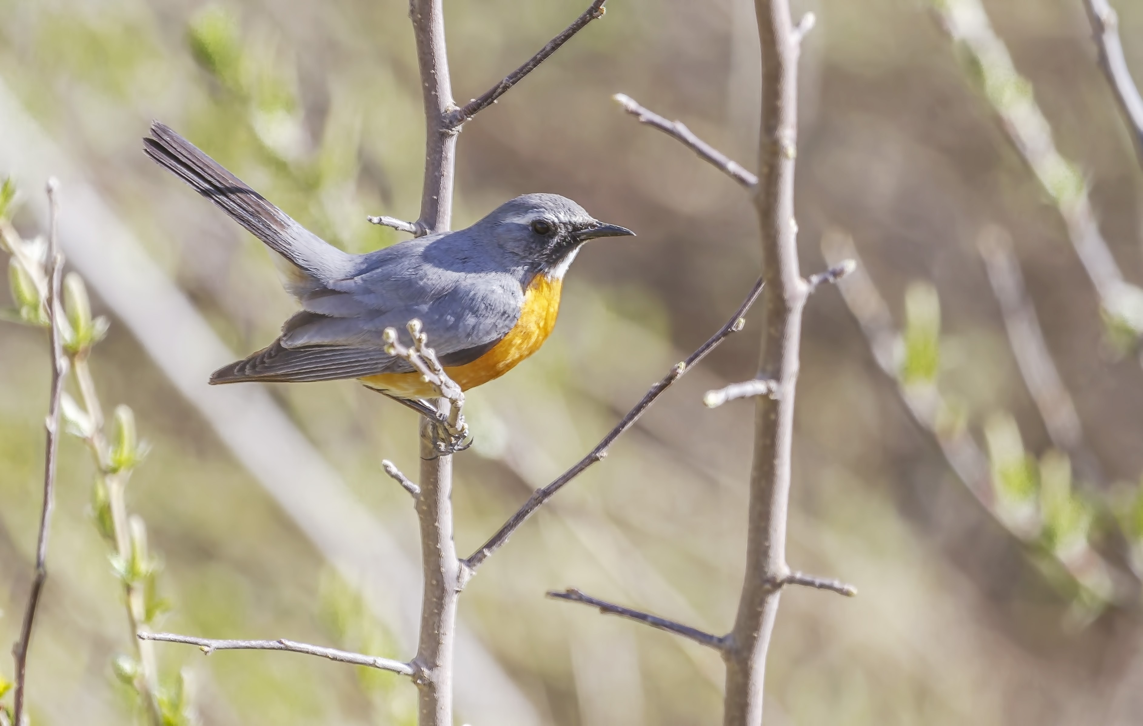 White-throated Robin