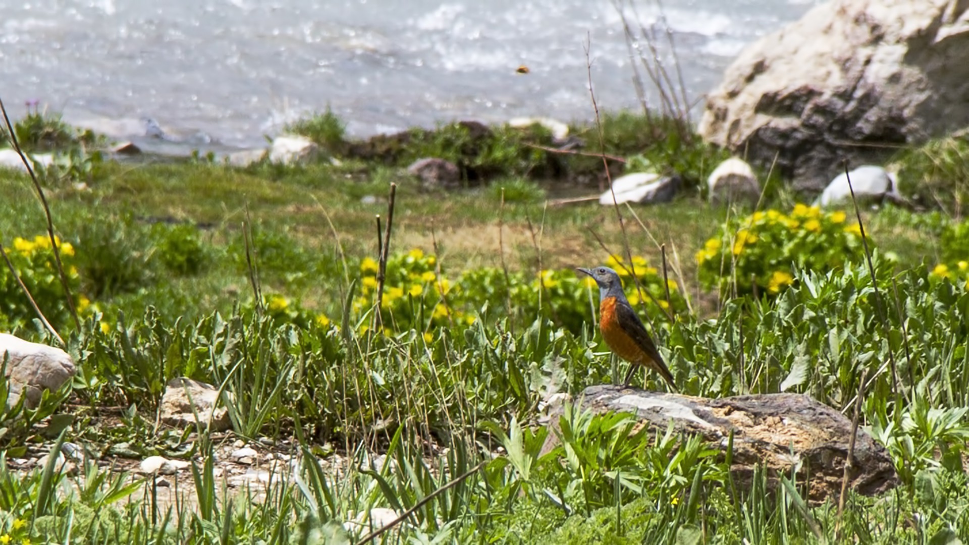 Rufous-tailed Rock-Thrush