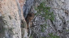 Brown Fish-owl