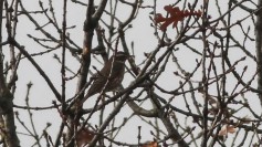 Redwing