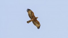 Bonelli's Eagle