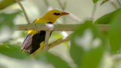 Eurasian Golden Oriole