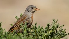 Gray-necked Bunting