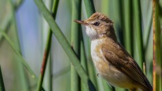 Paddyfield Warbler