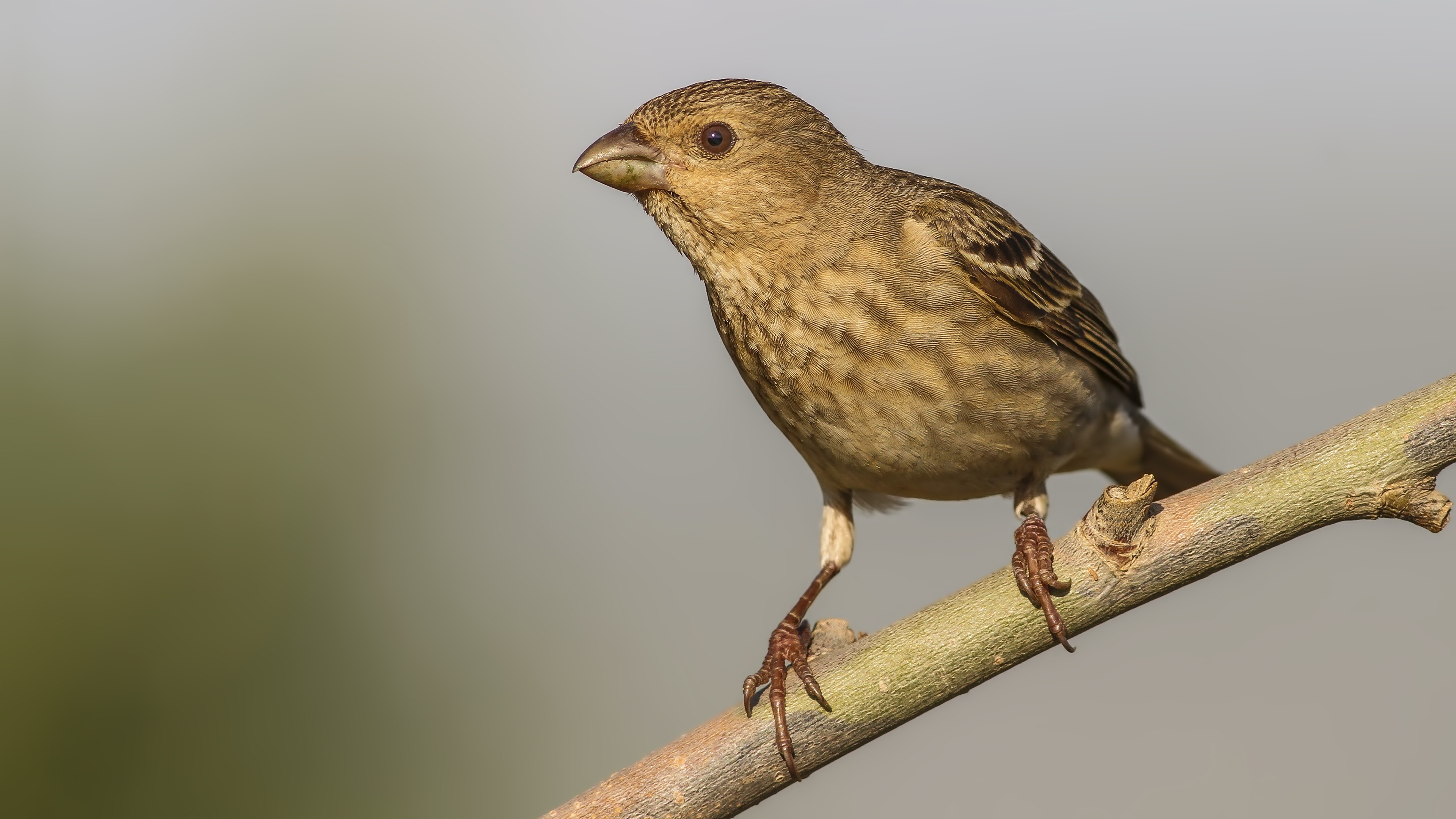 Common Rosefinch