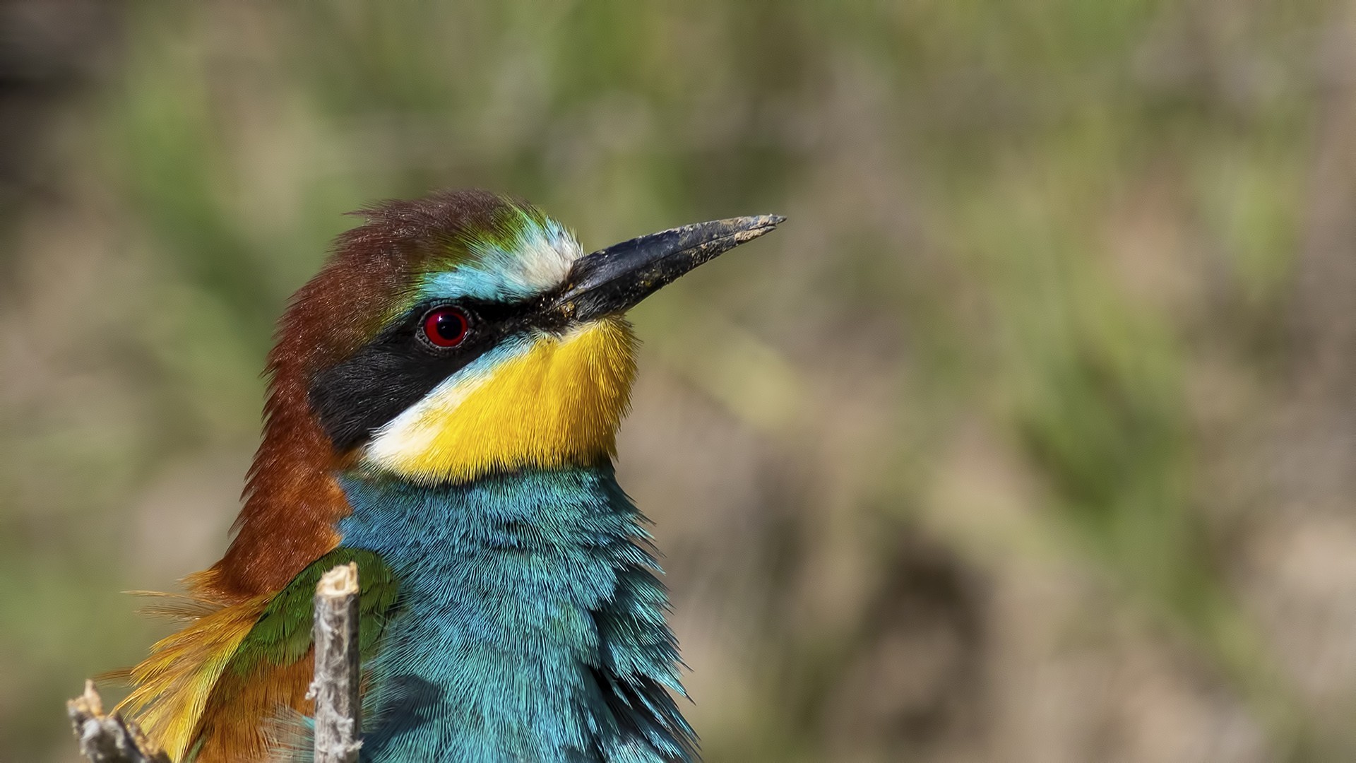 European Bee-eater