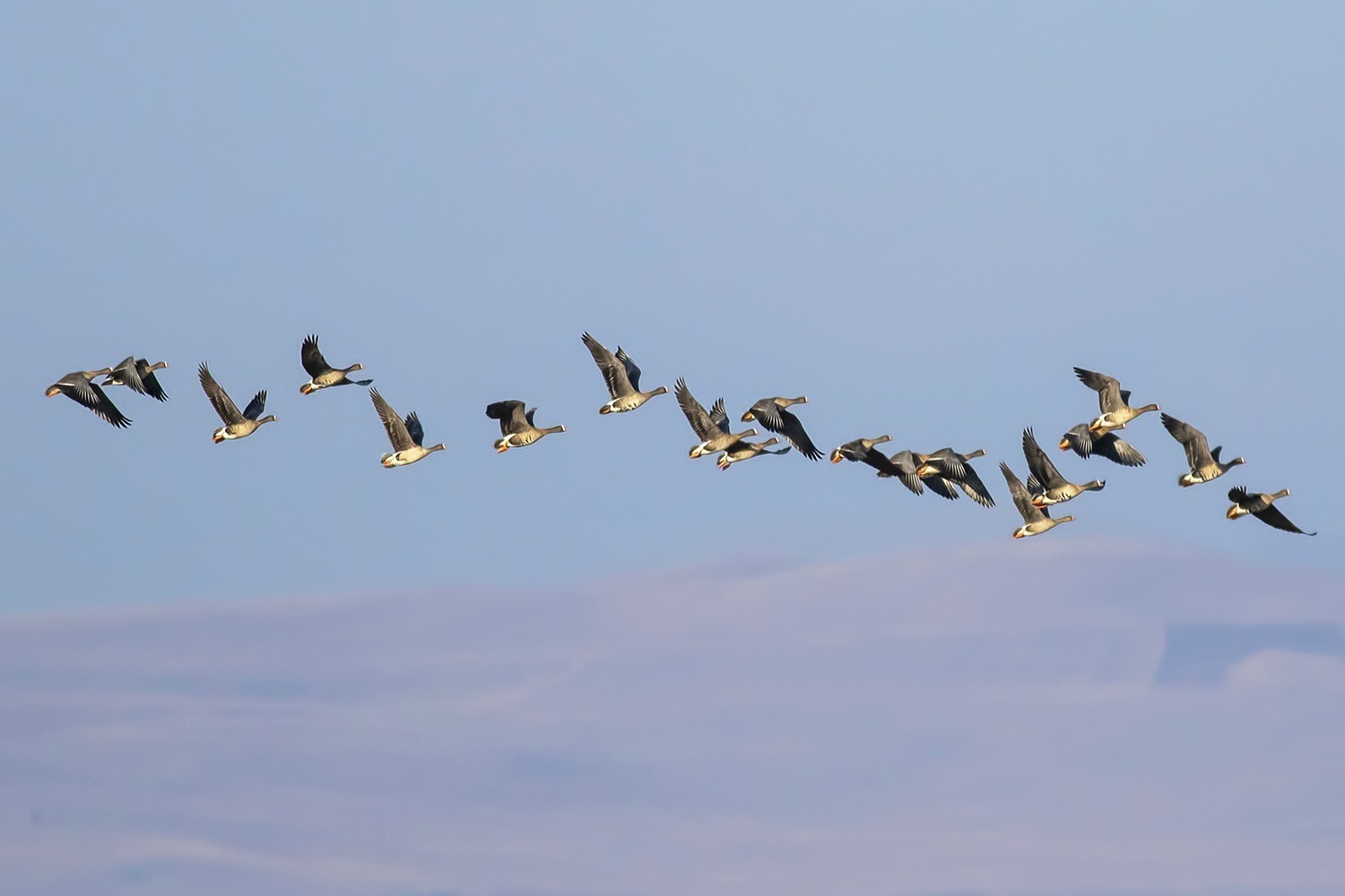 Lesser White-fronted Goose