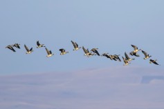 Lesser White-fronted Goose