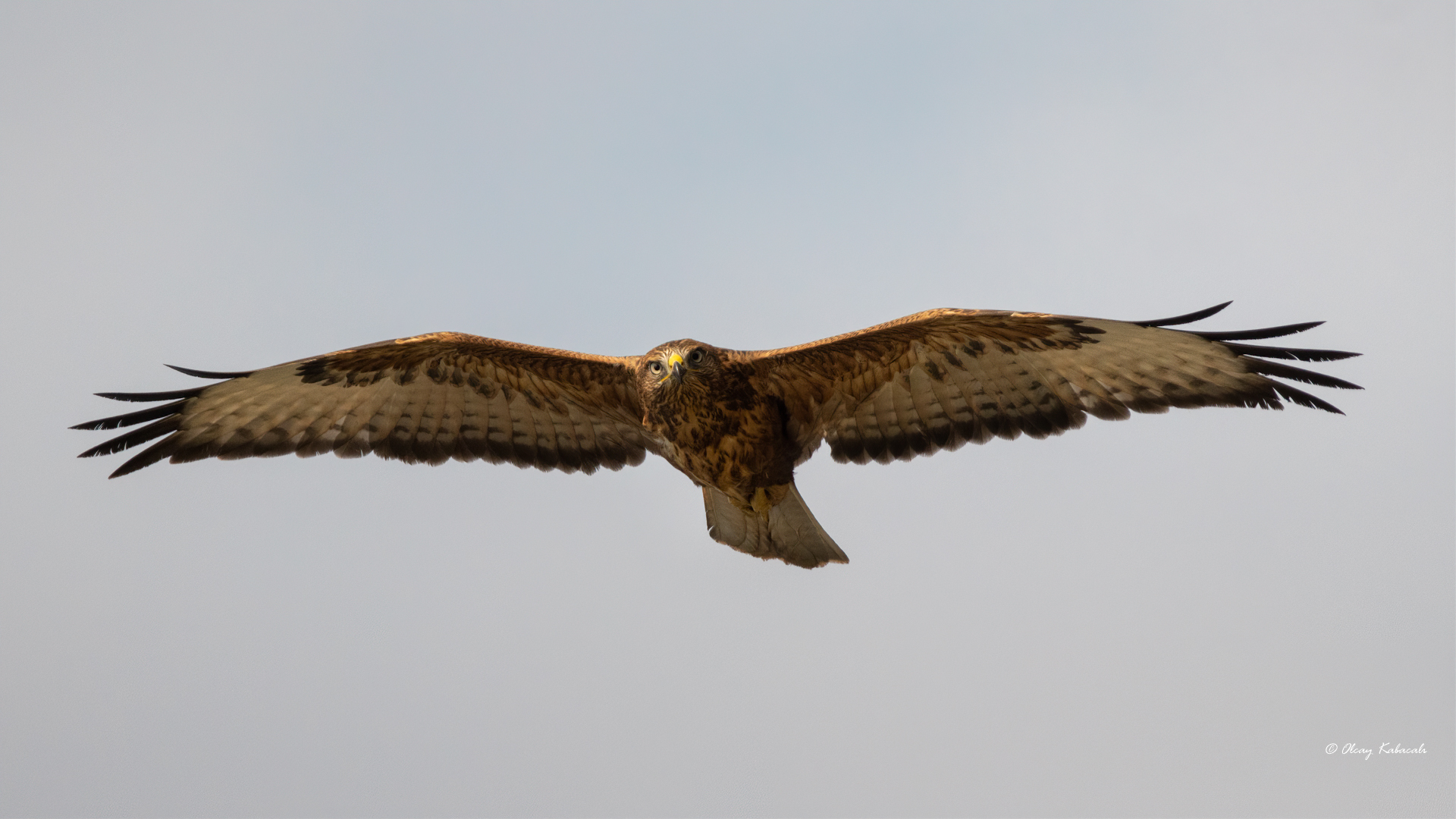 Long-legged Buzzard