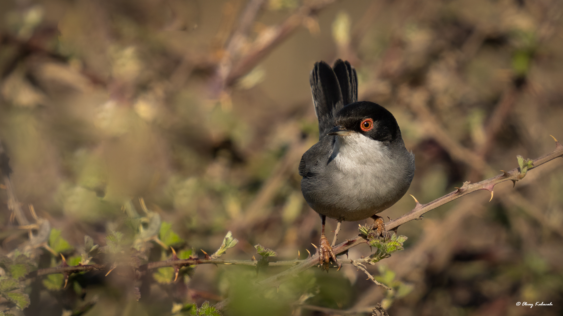 Sardinian Warbler