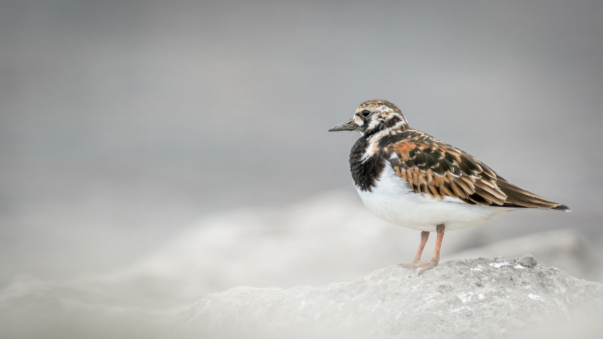 Ruddy Turnstone
