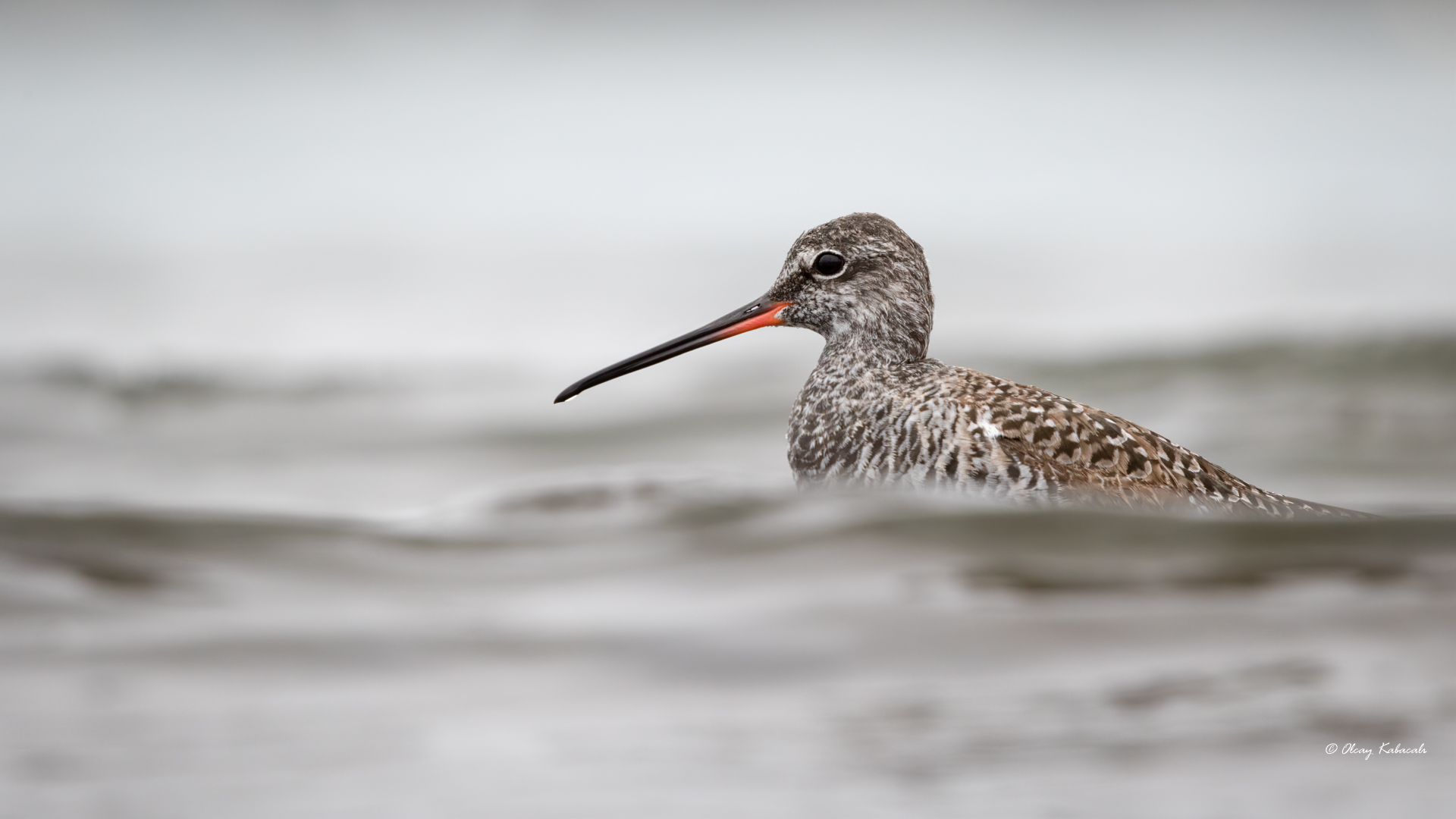 Spotted Redshank