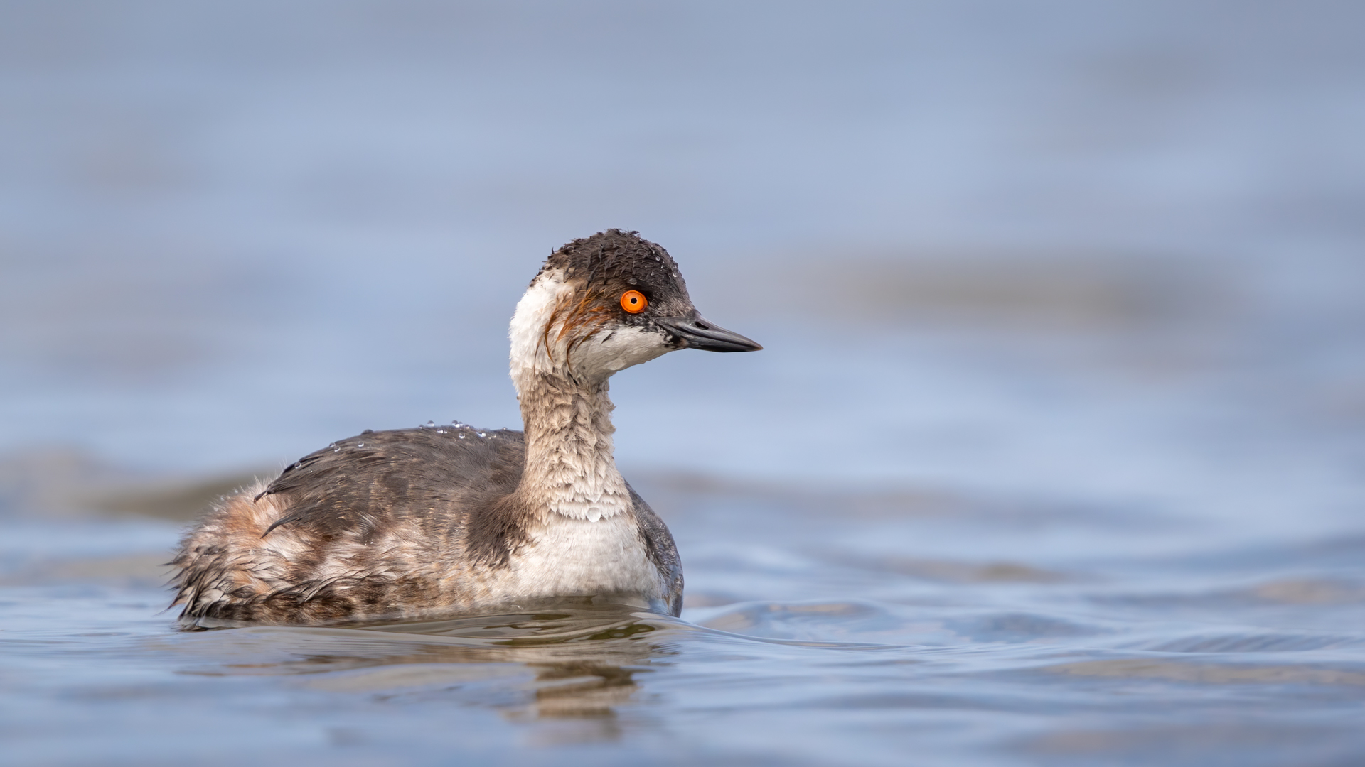 Eared Grebe