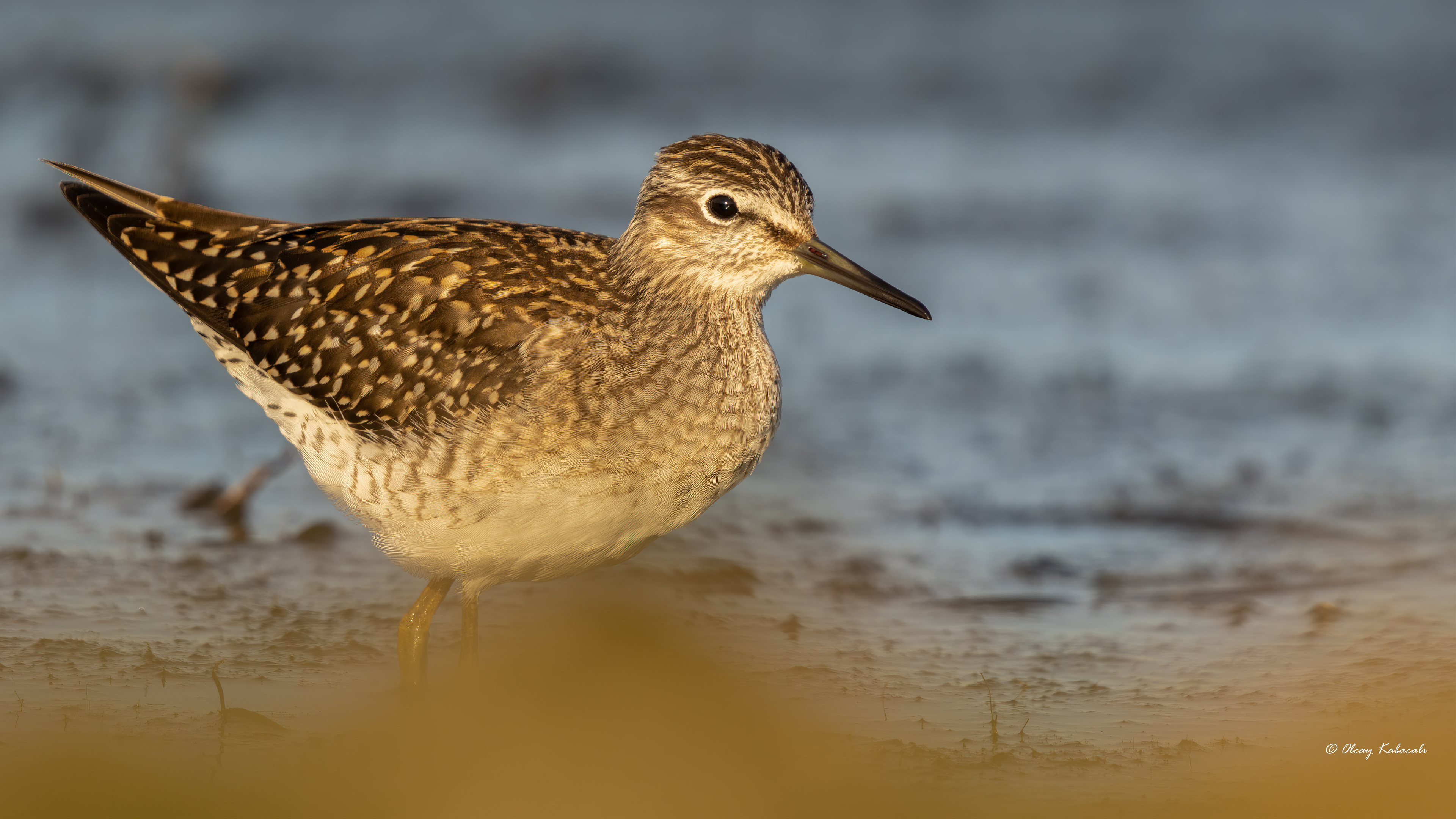 Wood Sandpiper