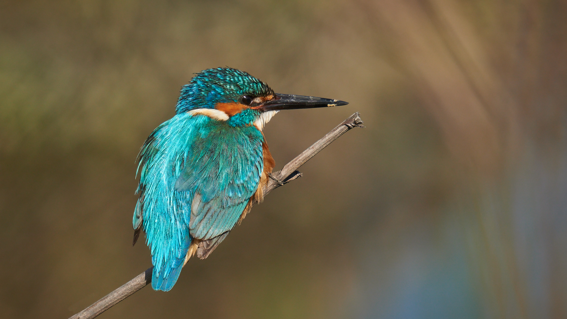Common Kingfisher