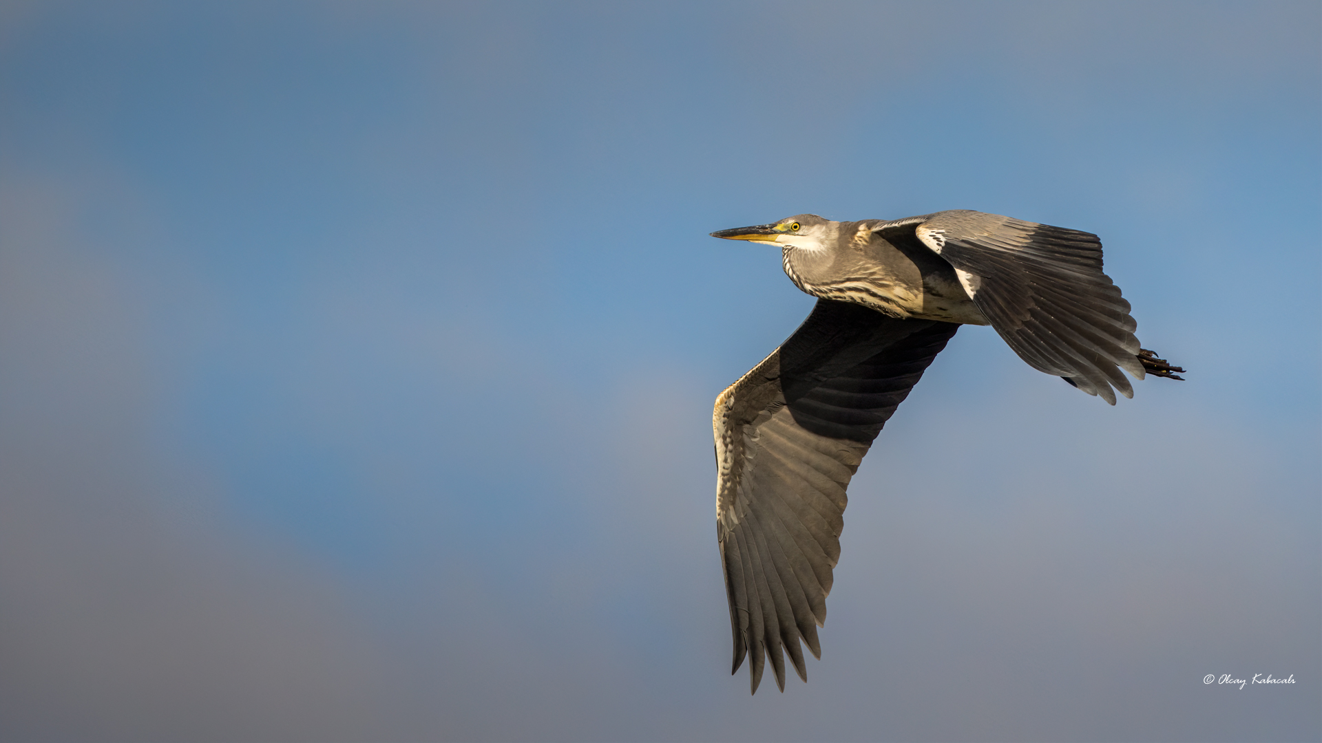 Gray Heron