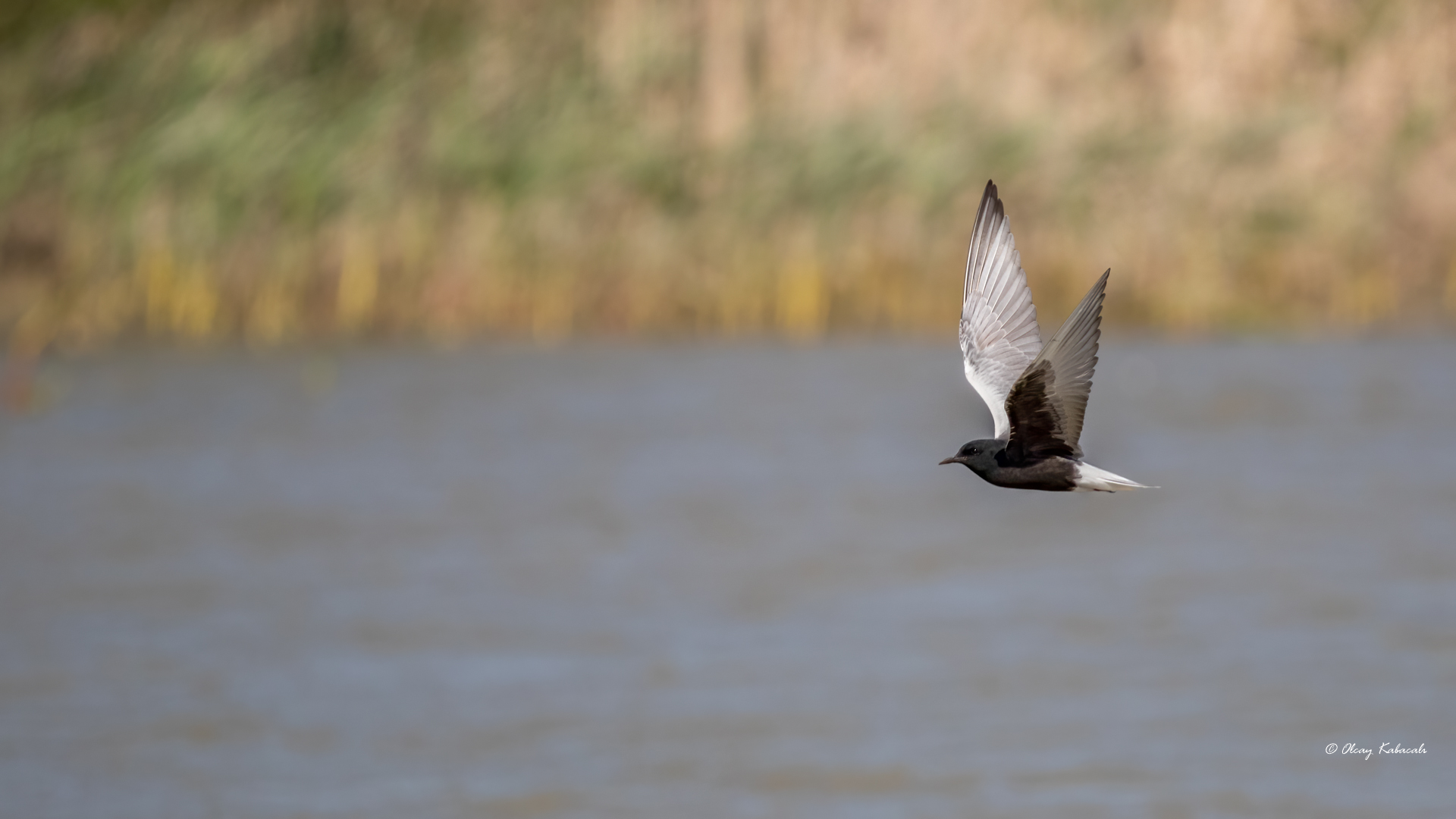 White-winged Tern