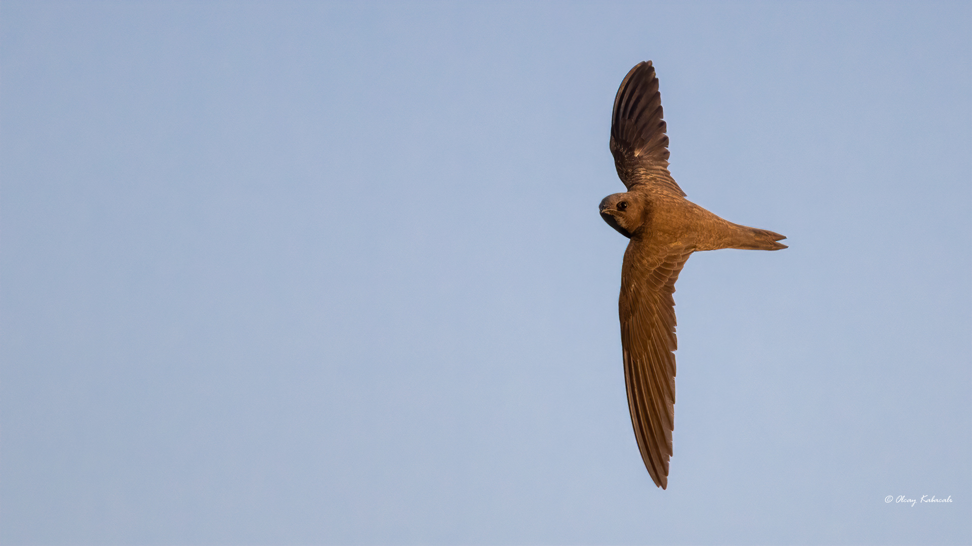 Common Swift