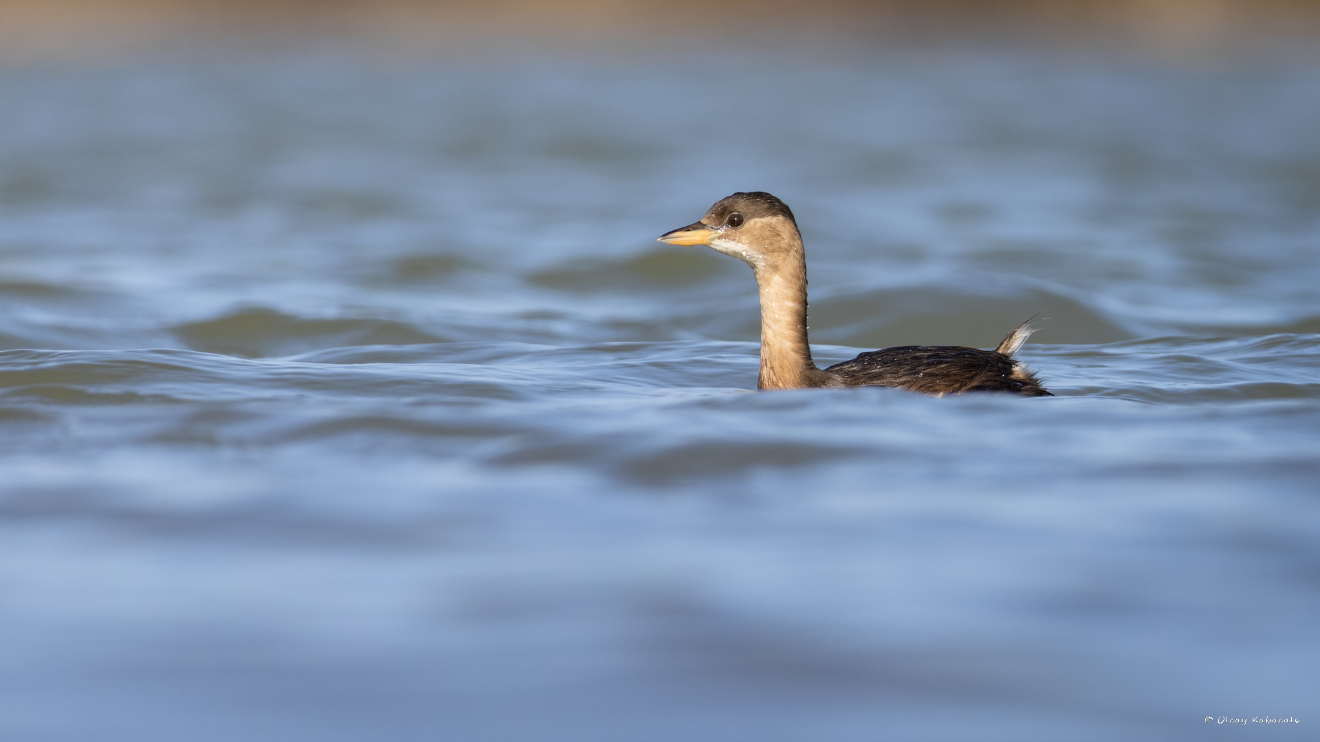 Little Grebe — Ana fotoğraf
