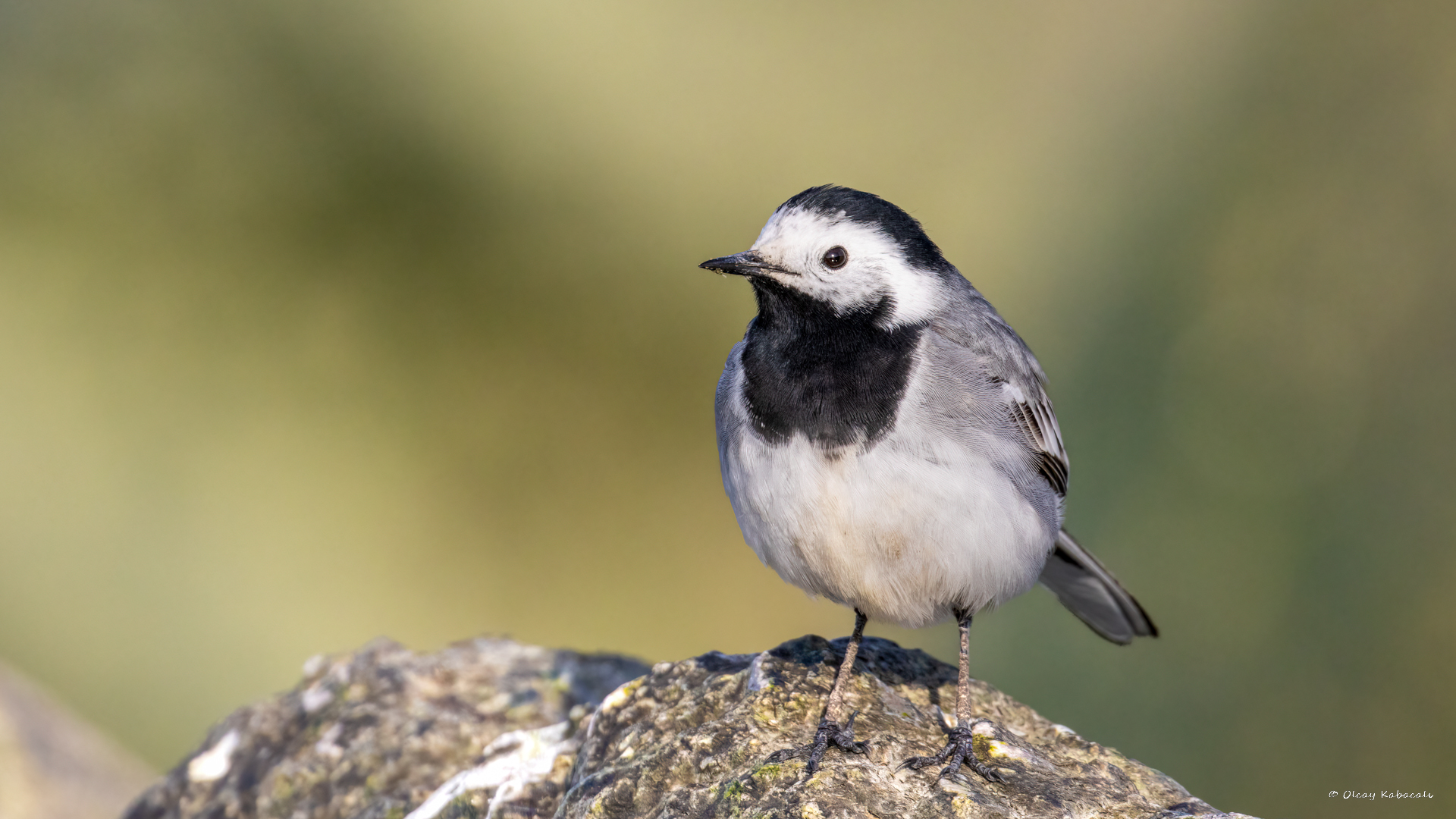 White Wagtail