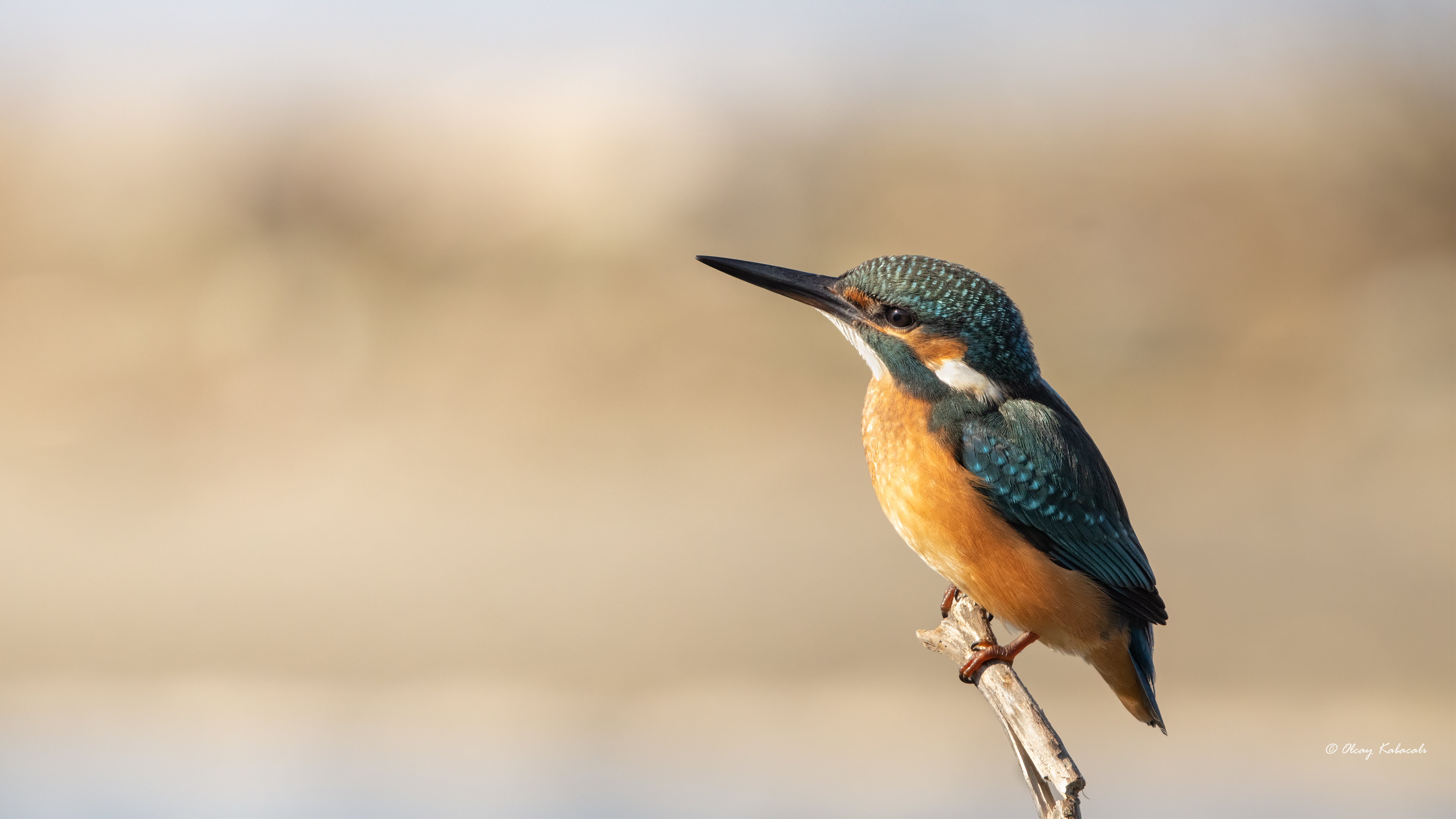 Common Kingfisher