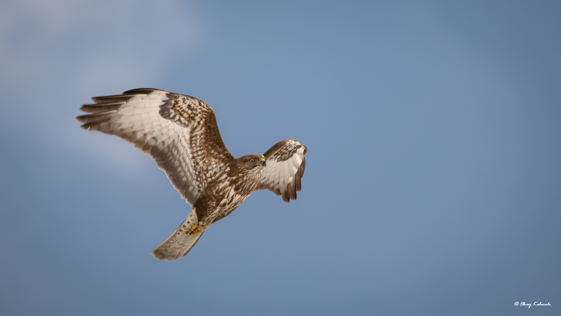 Common Buzzard