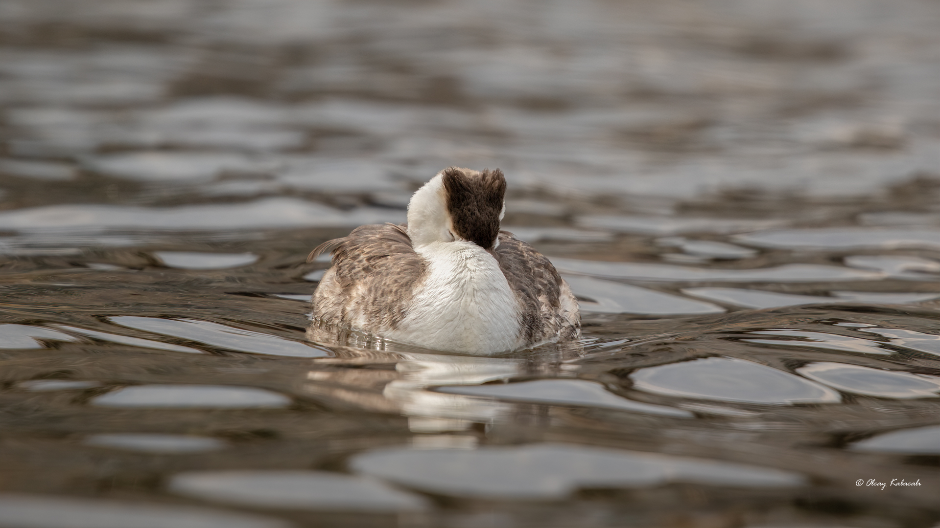Great Crested Grebe