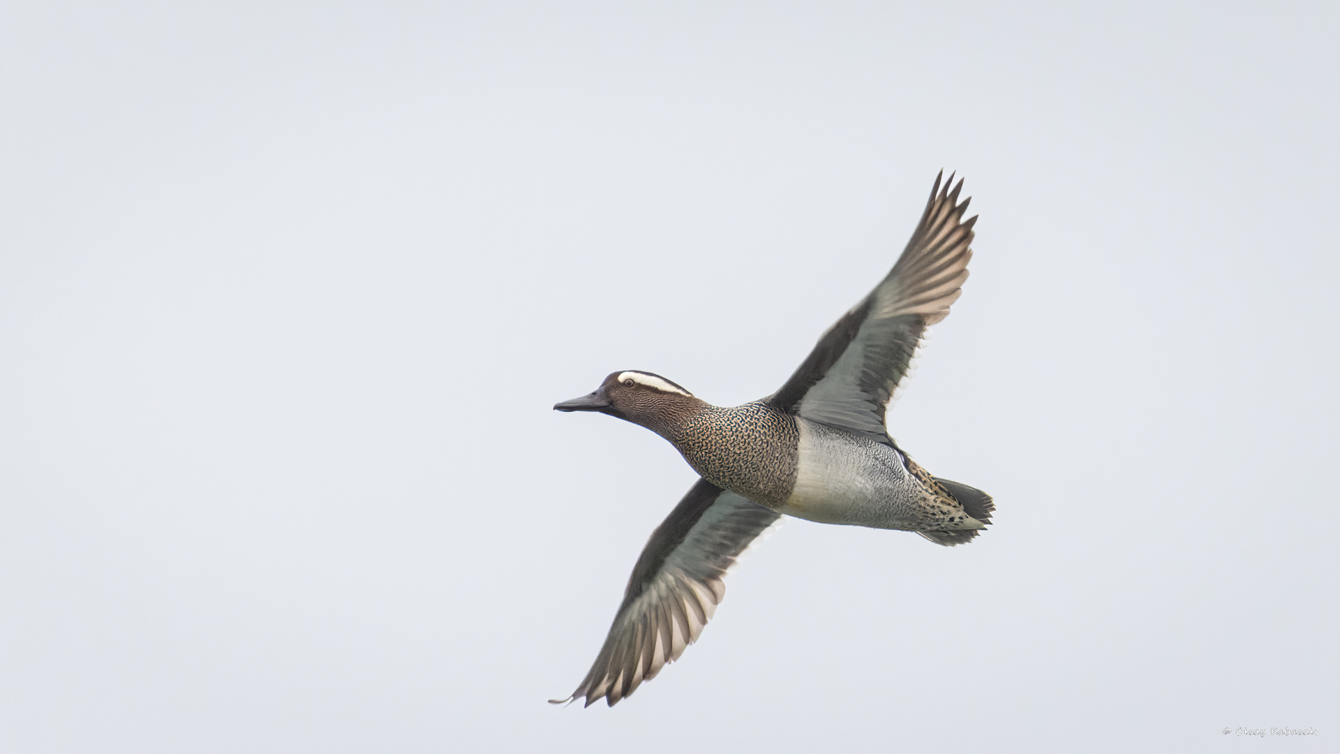 Garganey