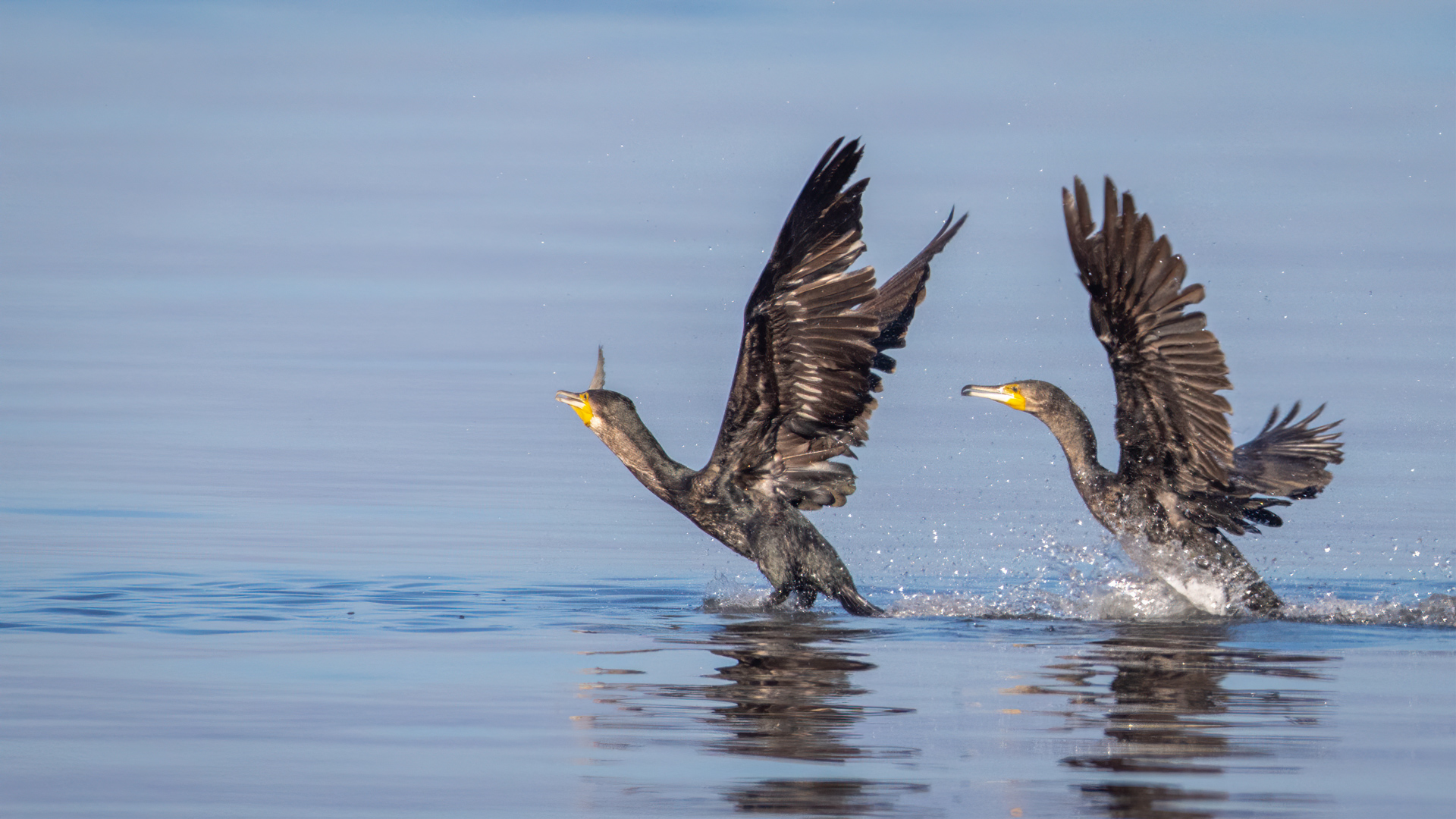 Great Cormorant
