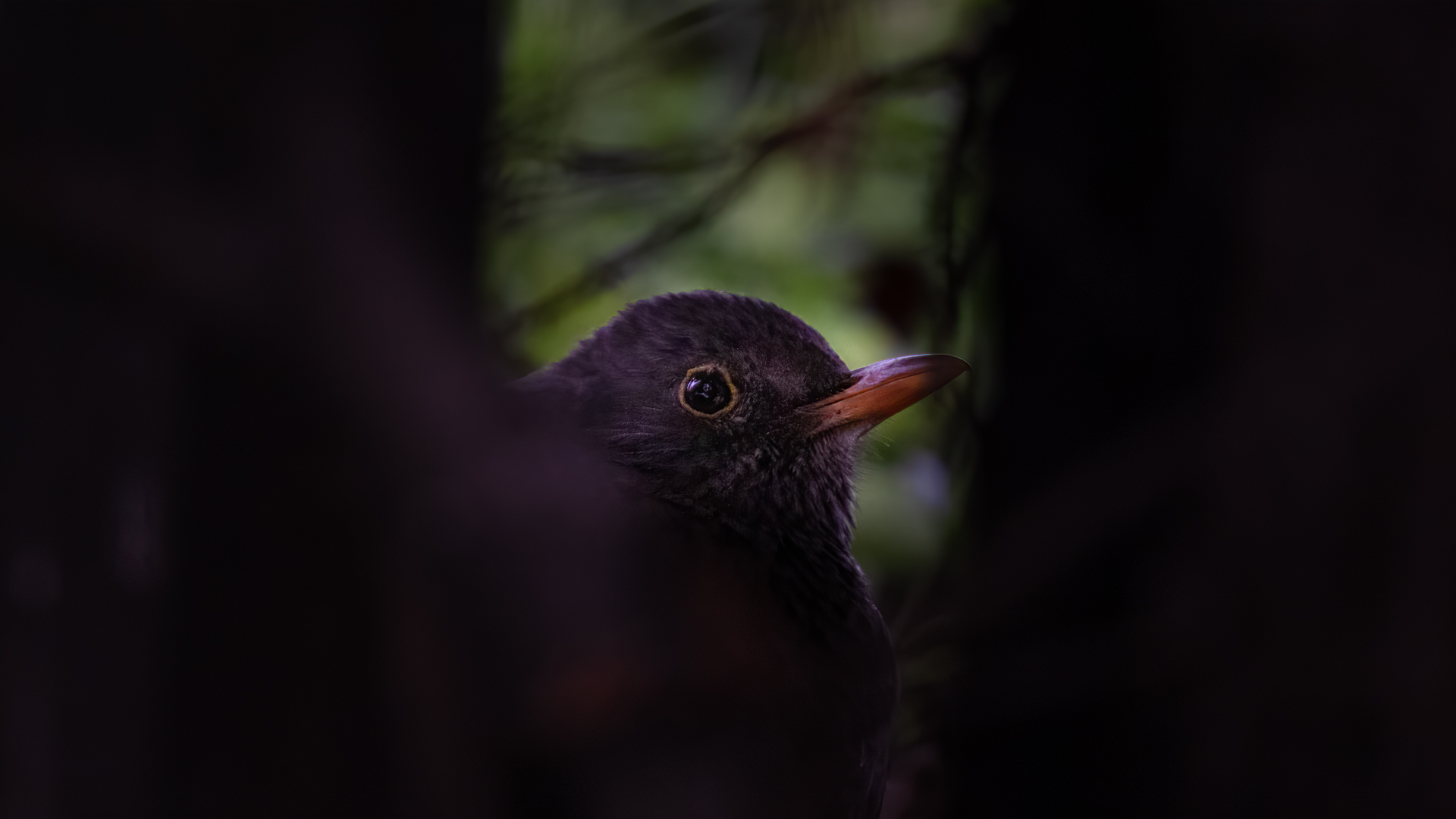 Eurasian Blackbird