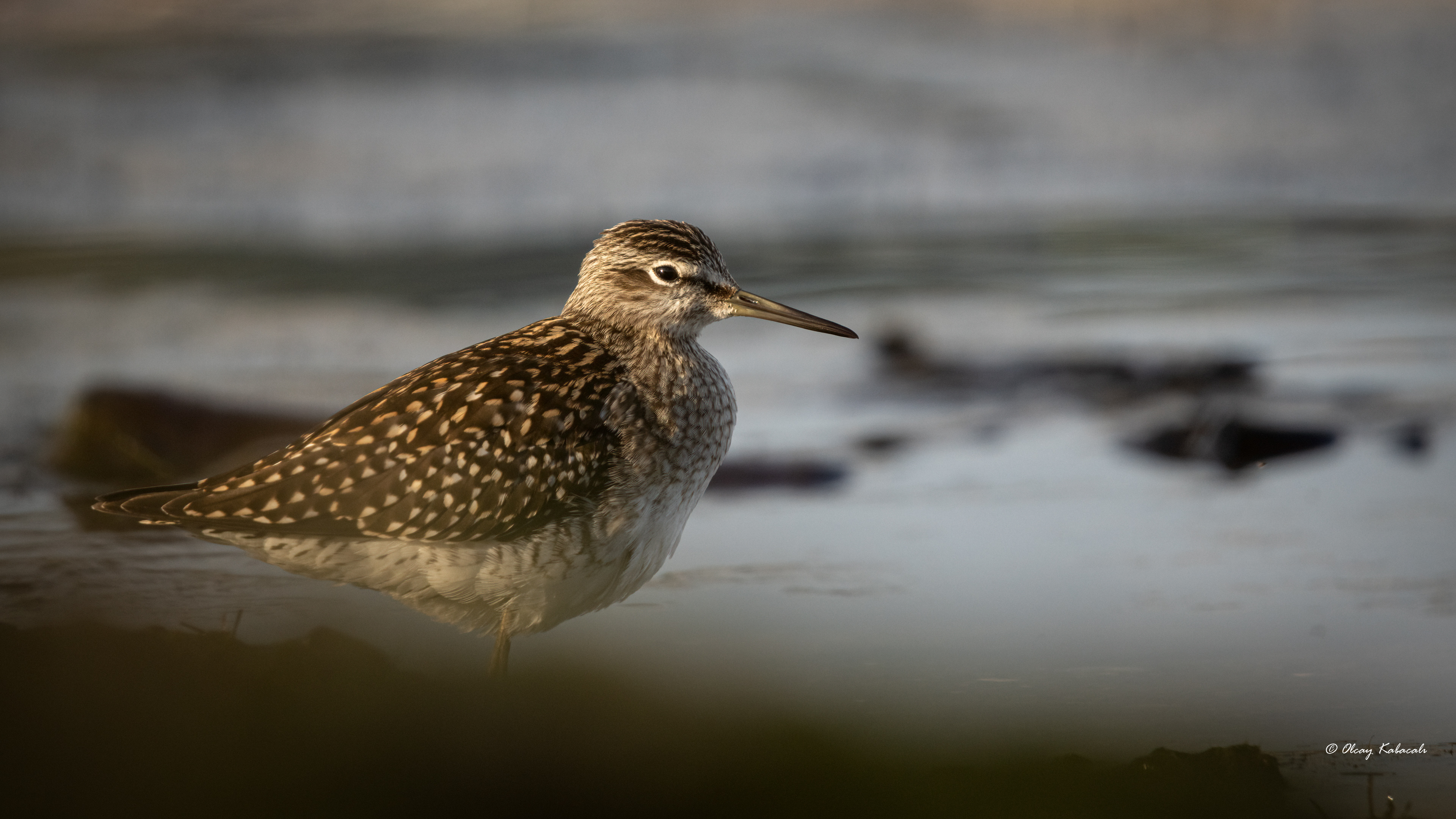 Wood Sandpiper