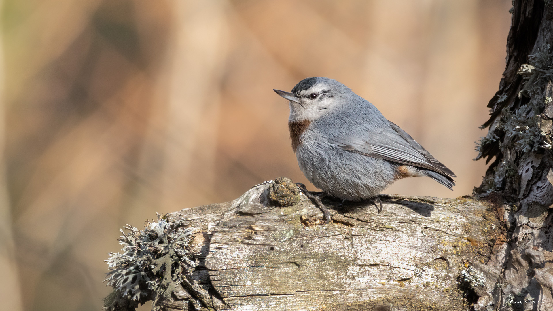 Krüper's Nuthatch