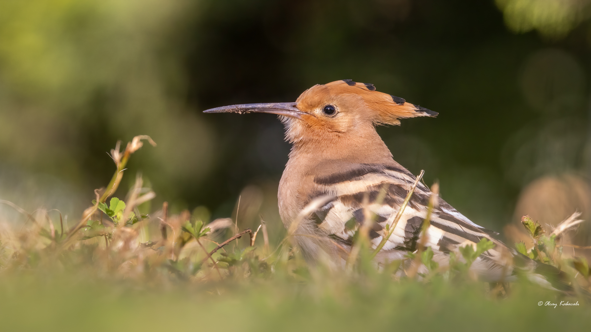 Eurasian Hoopoe
