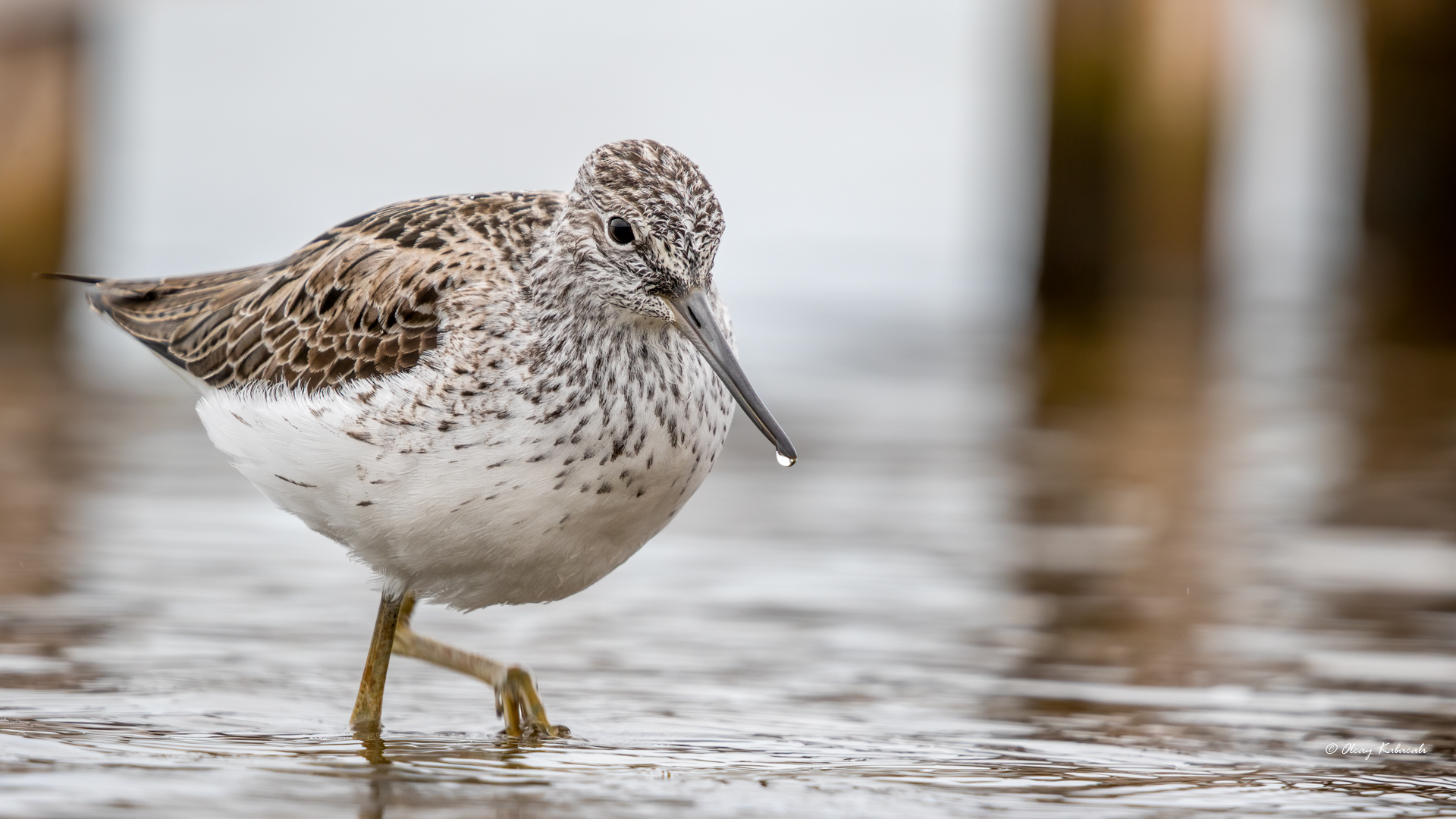 Common Greenshank