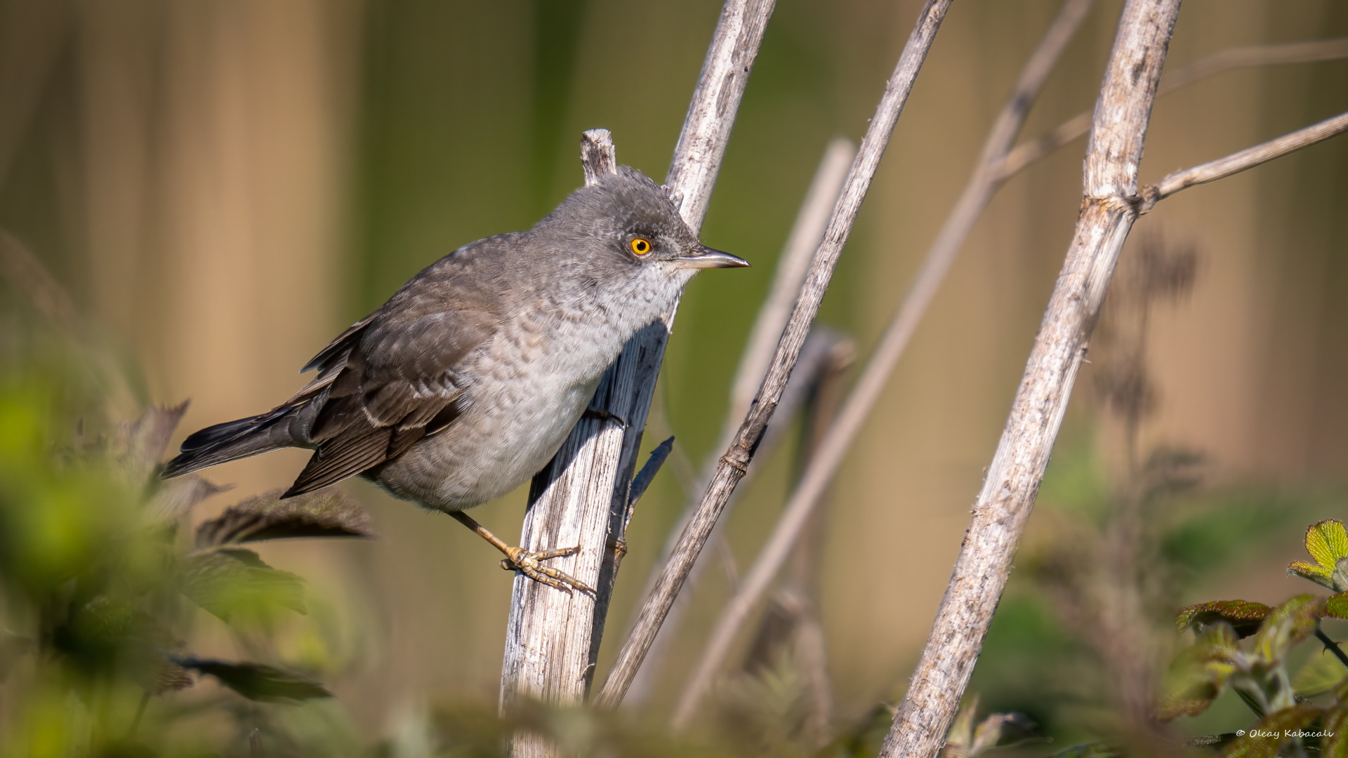 Barred Warbler