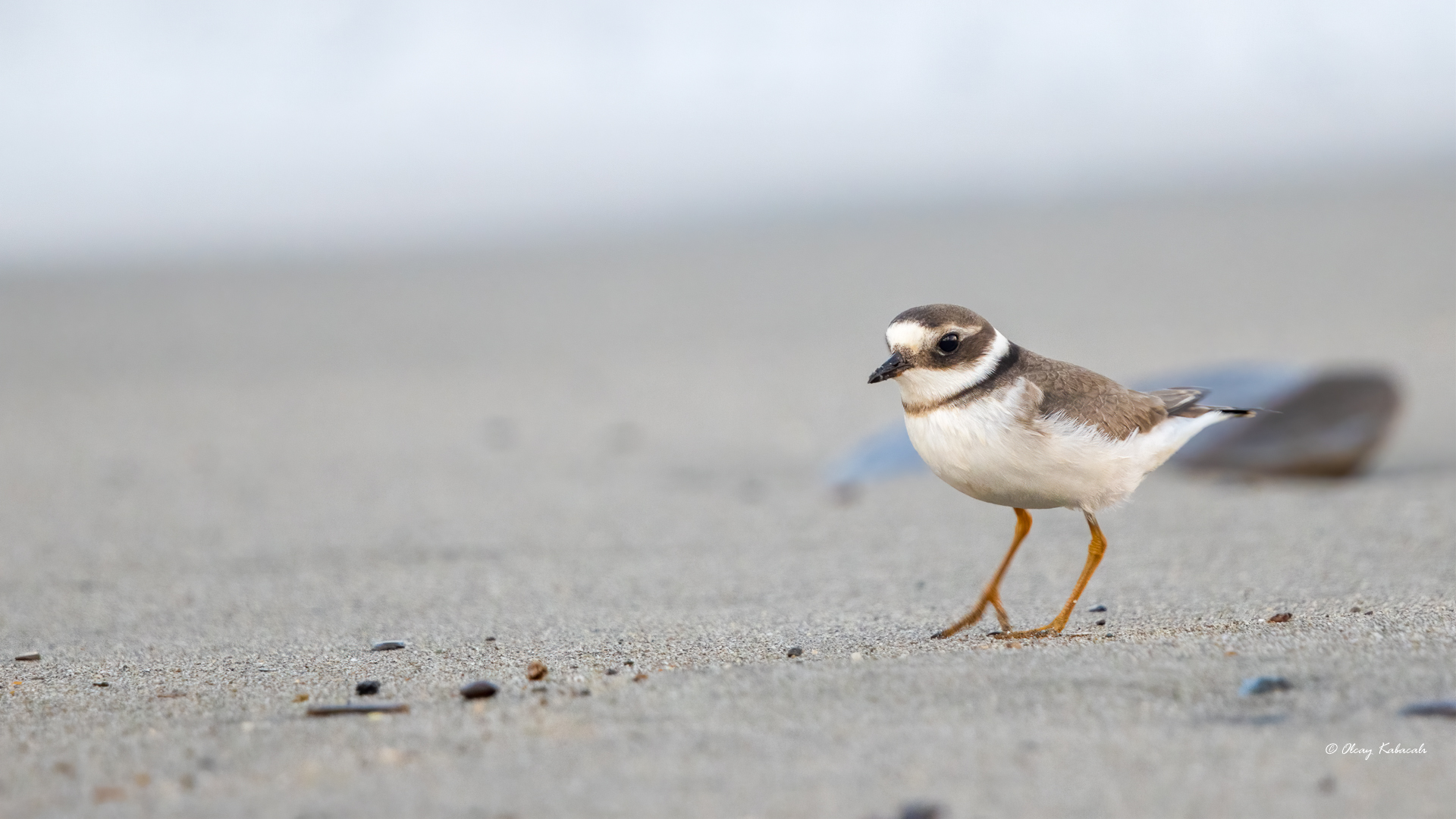 Common Ringed Plover