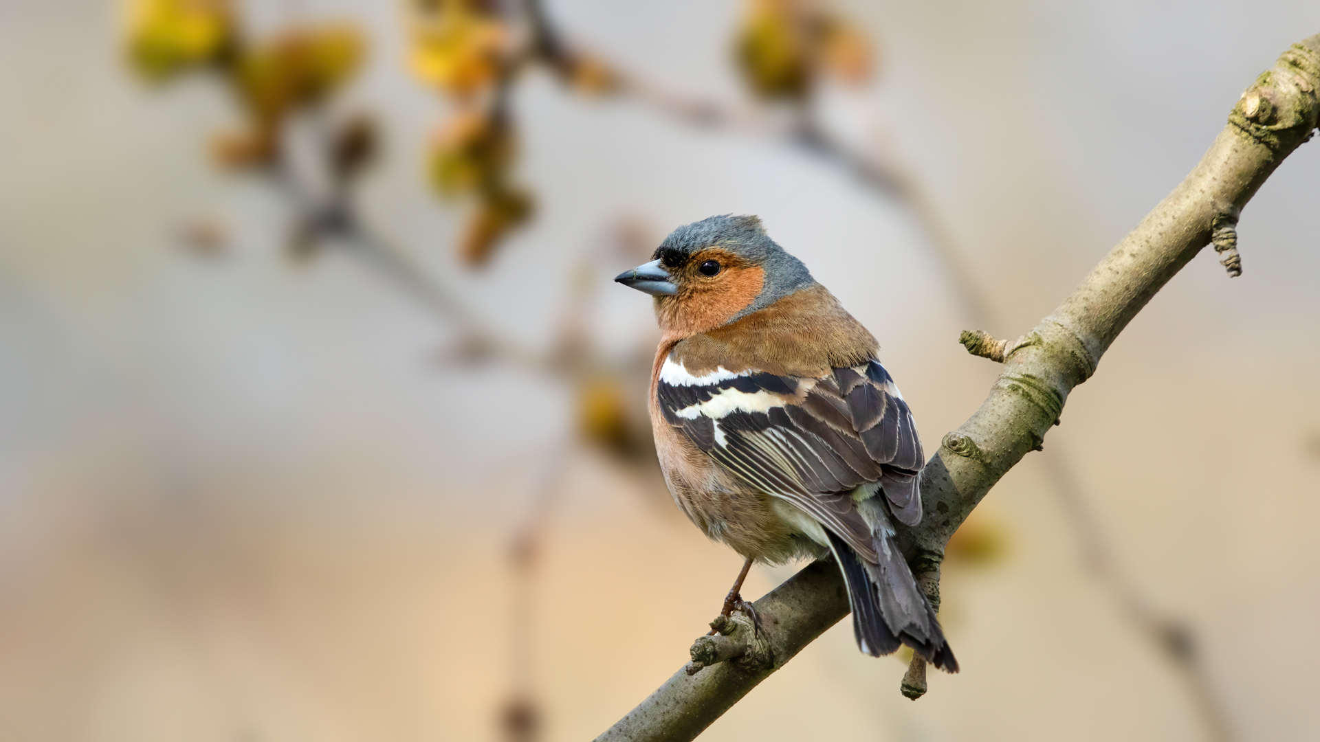 Common Chaffinch