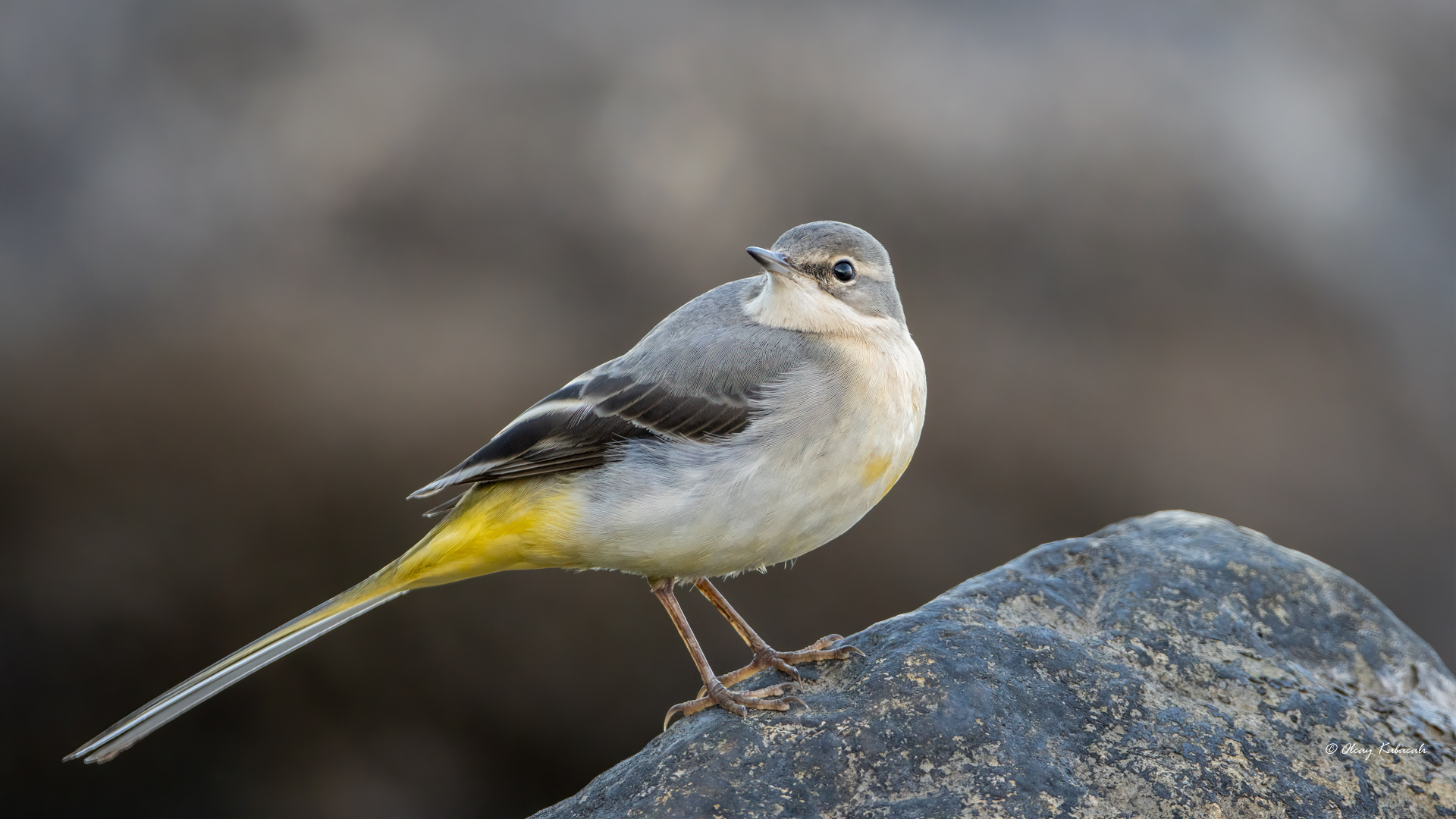 Gray Wagtail