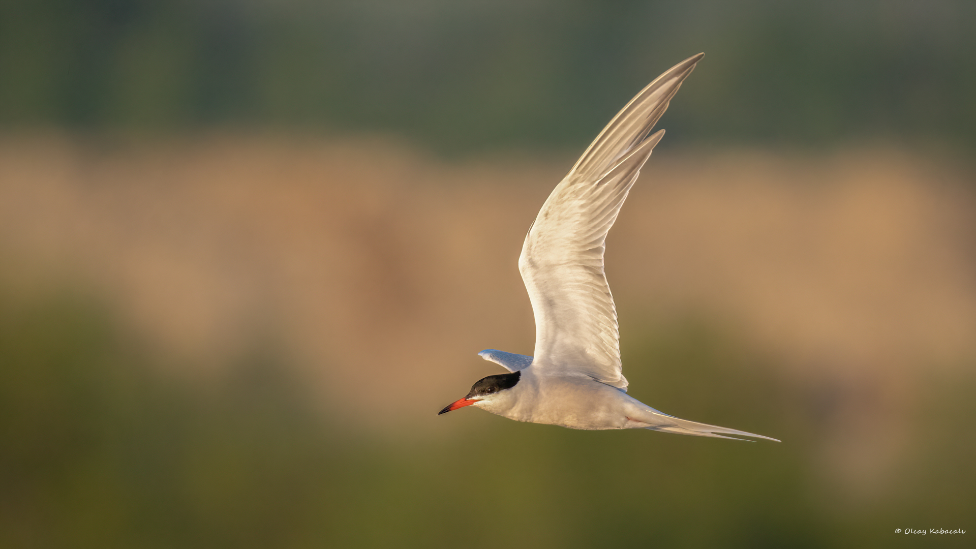 Common Tern