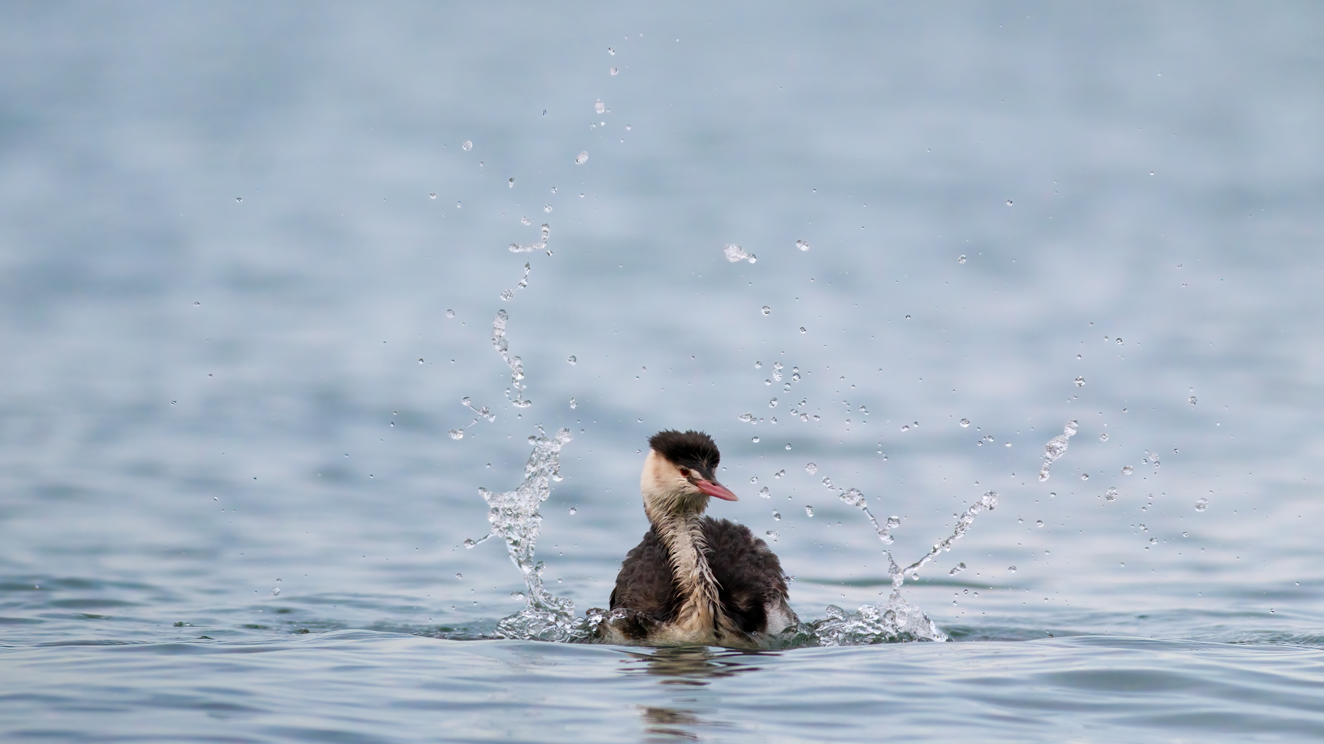 Great Crested Grebe