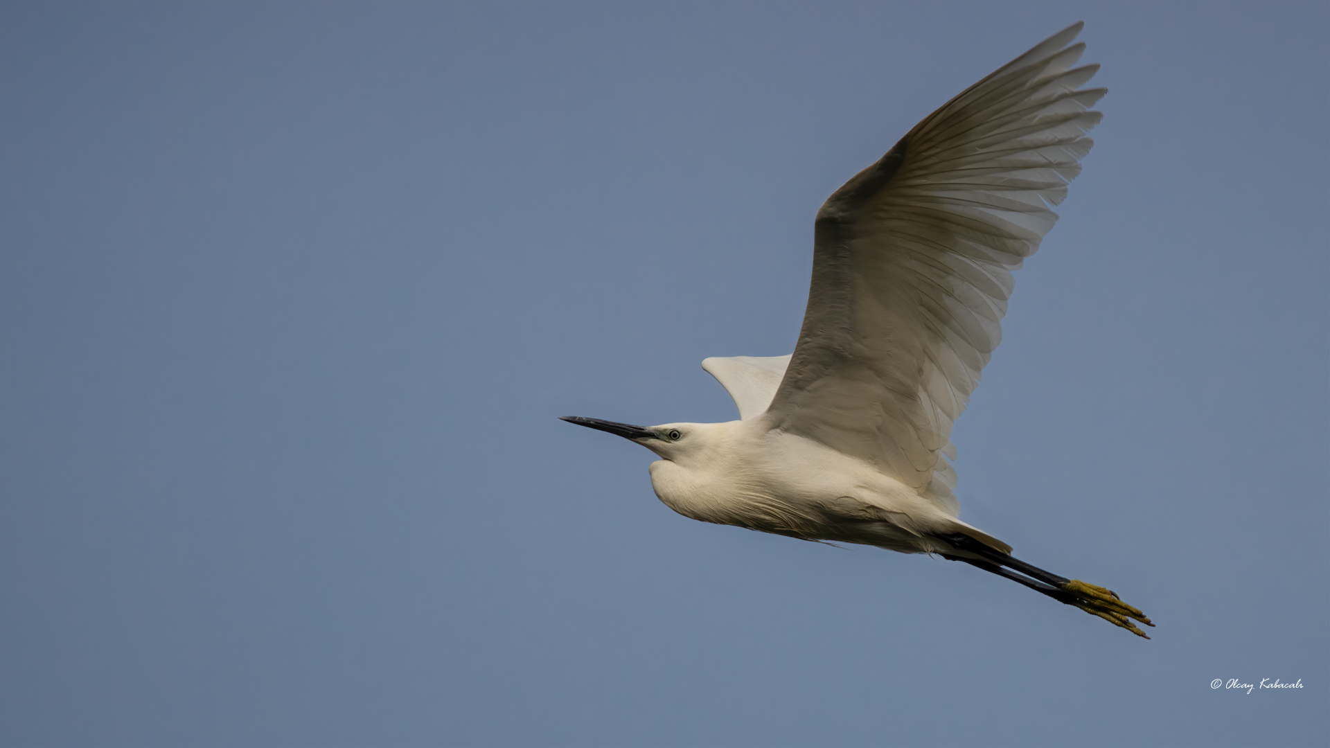 Little Egret