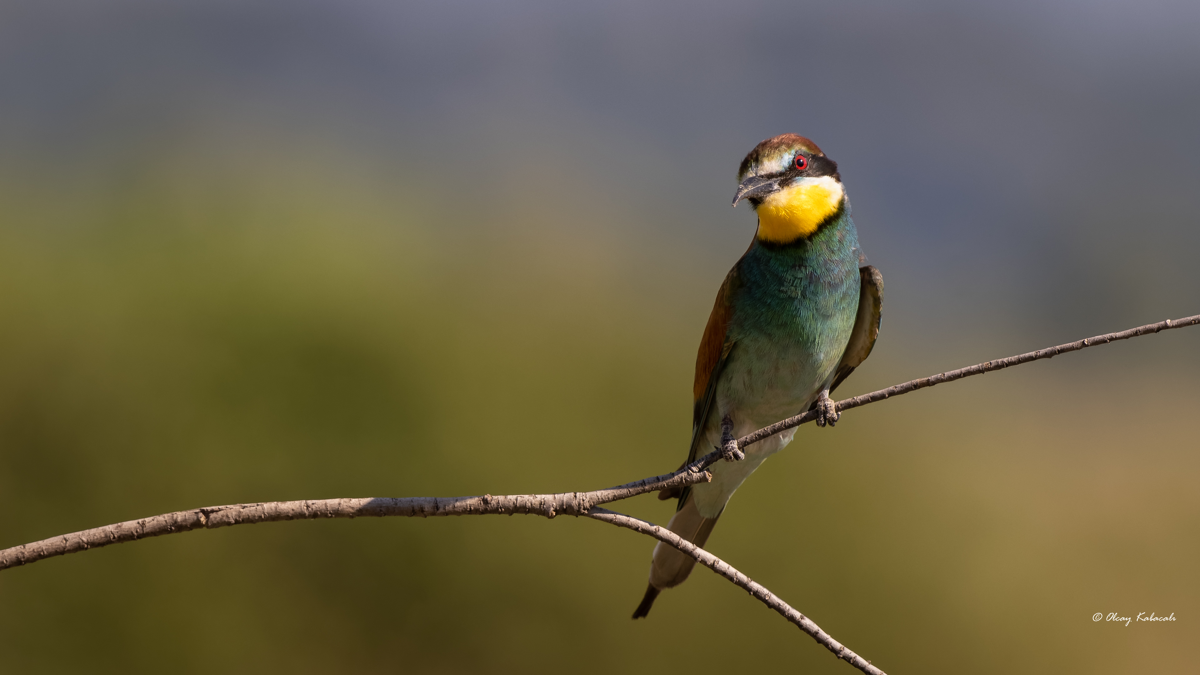 European Bee-eater