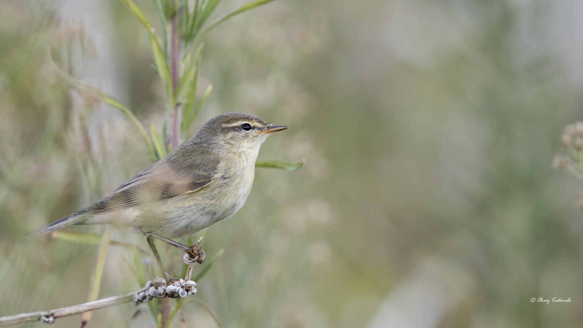 Common Chiffchaff