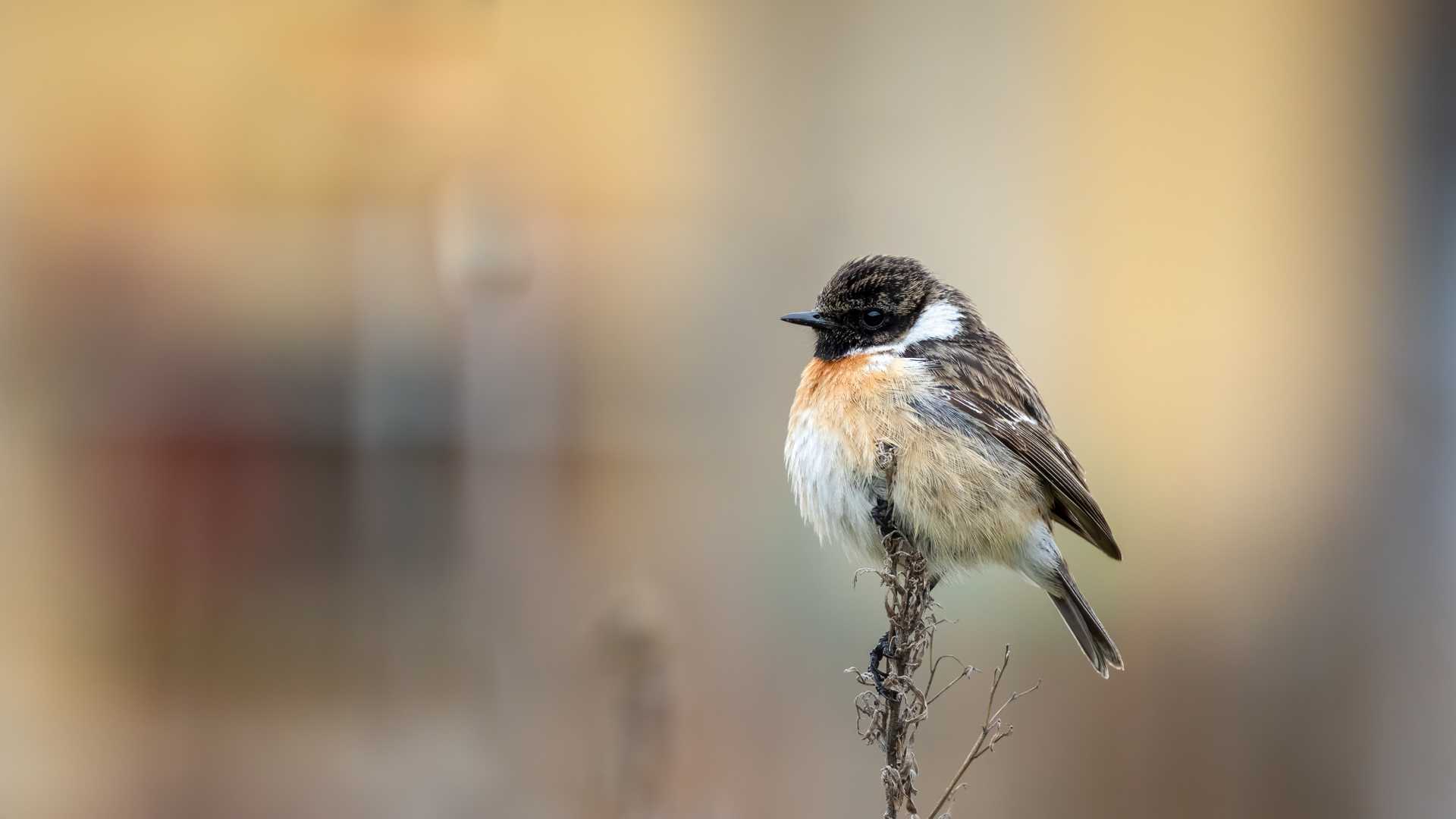 European Stonechat